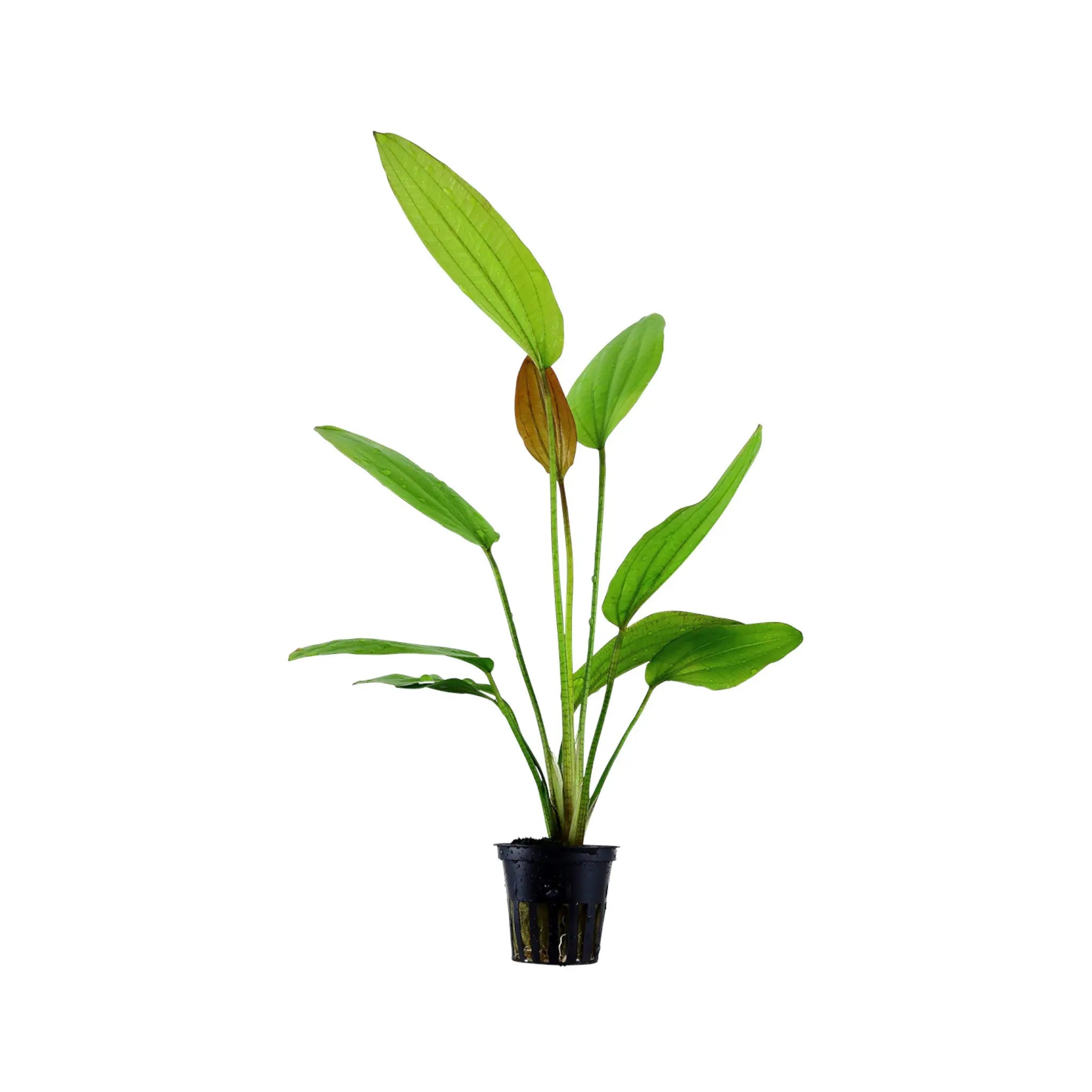 Echinodorus rose Aquafleur