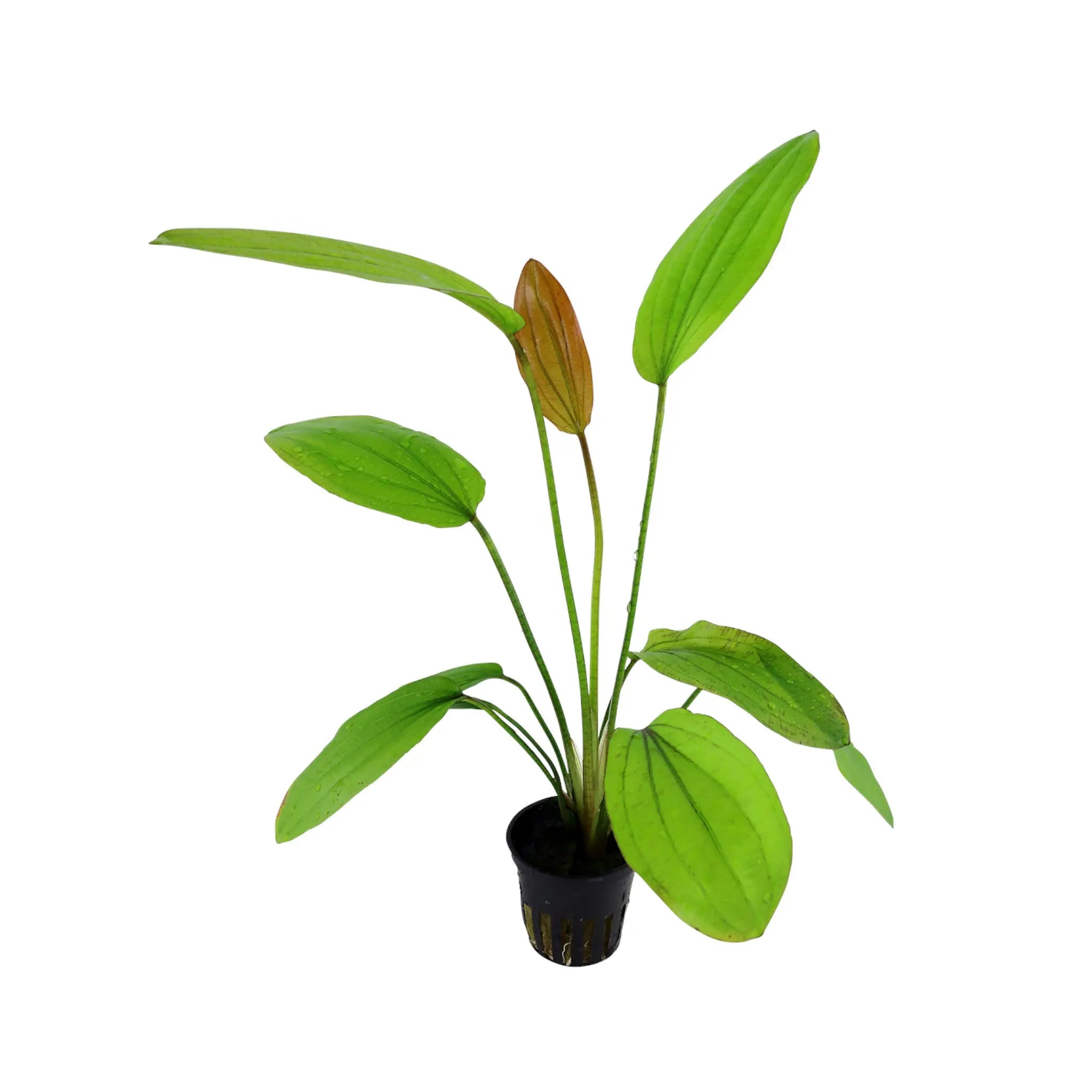 Echinodorus rose Aquafleur