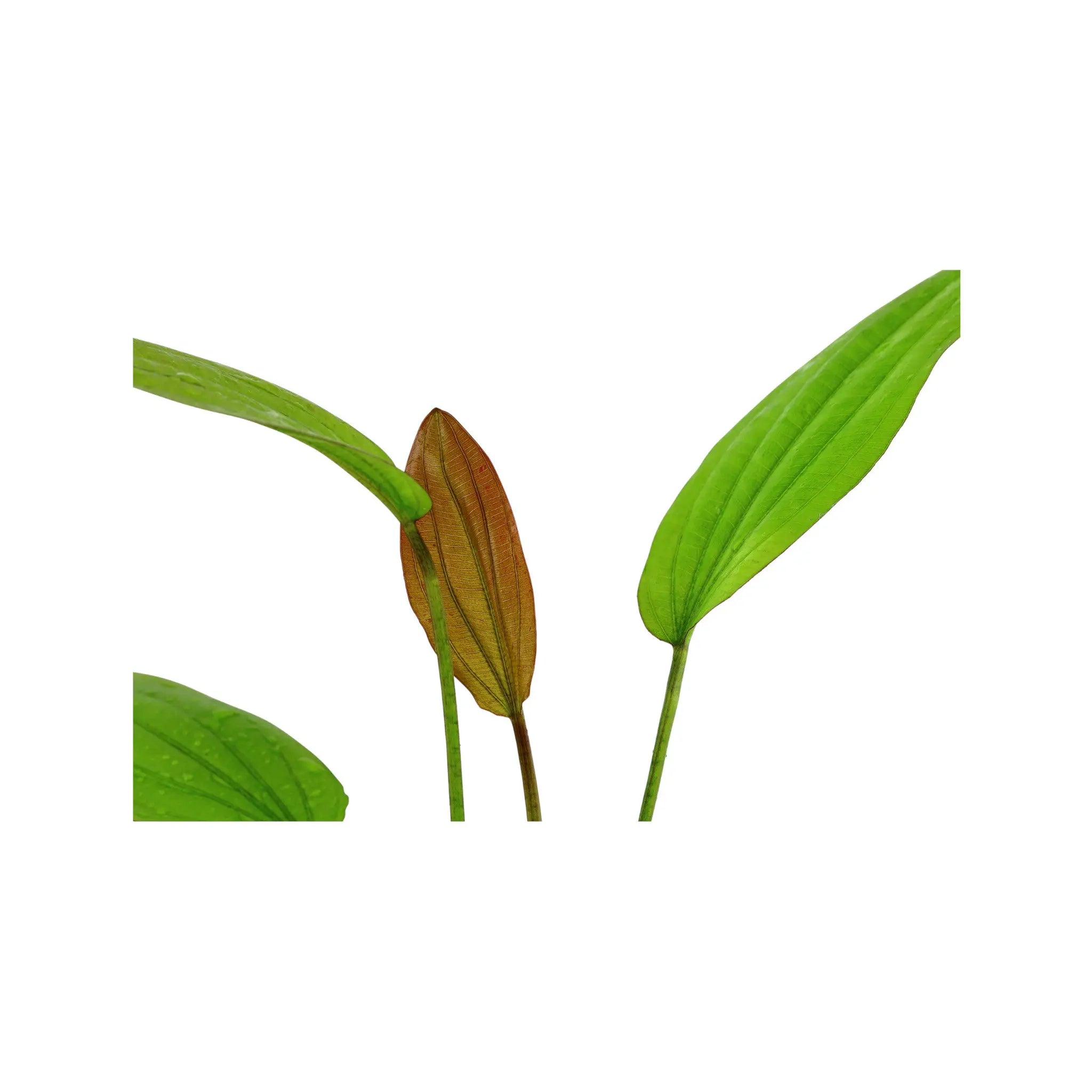 Echinodorus rose Aquafleur