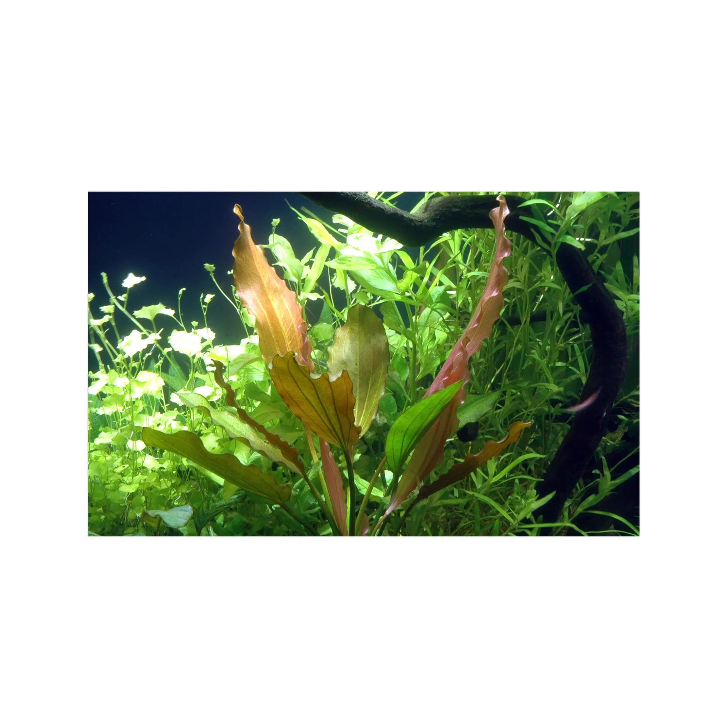 Echinodorus rose Aquafleur