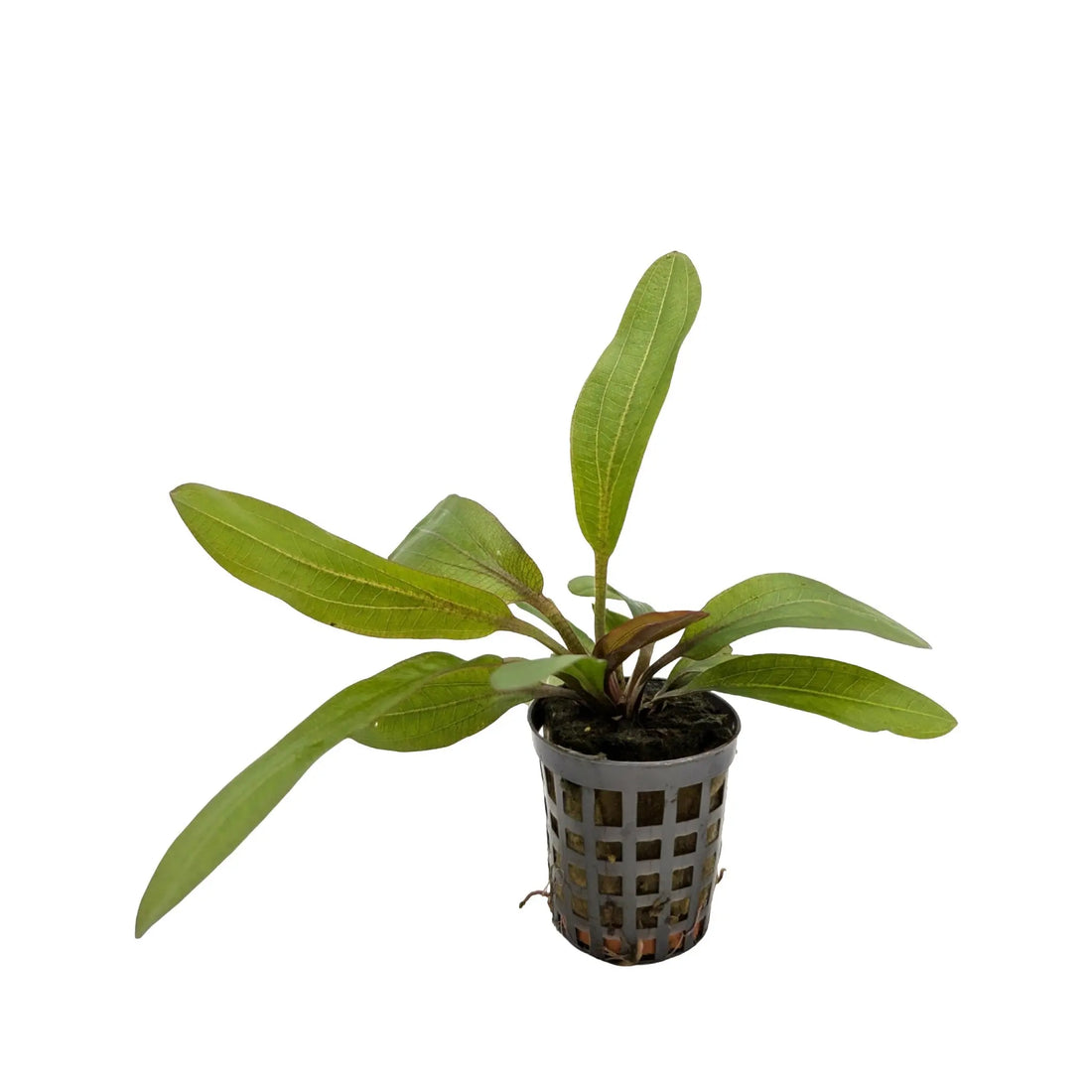 Echinodorus rubin Aquafleur