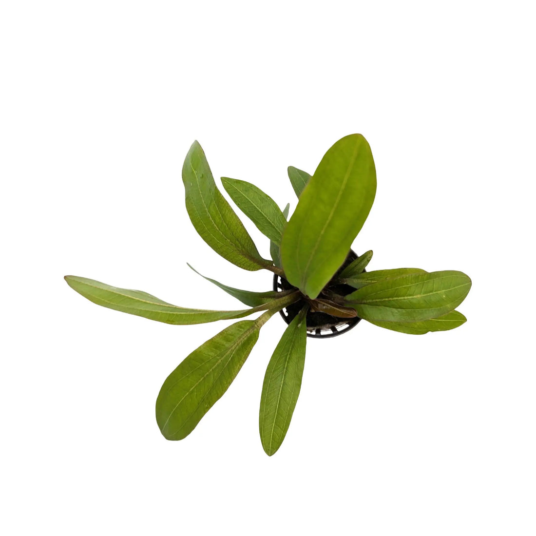 Echinodorus rubin Aquafleur