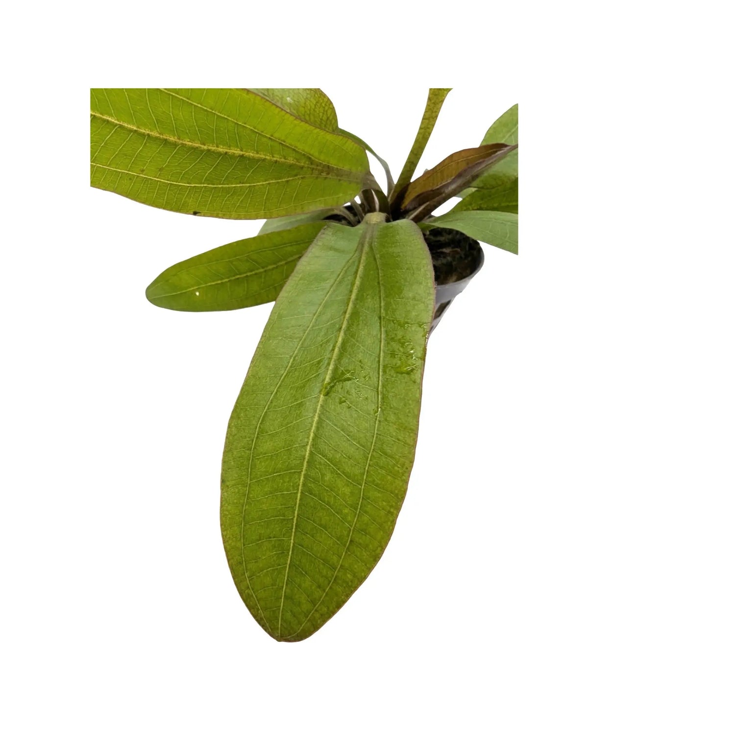 Echinodorus rubin Aquafleur