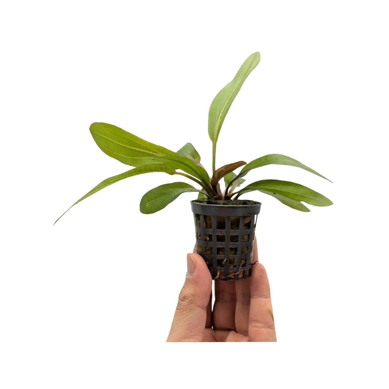 Echinodorus rubin Aquafleur