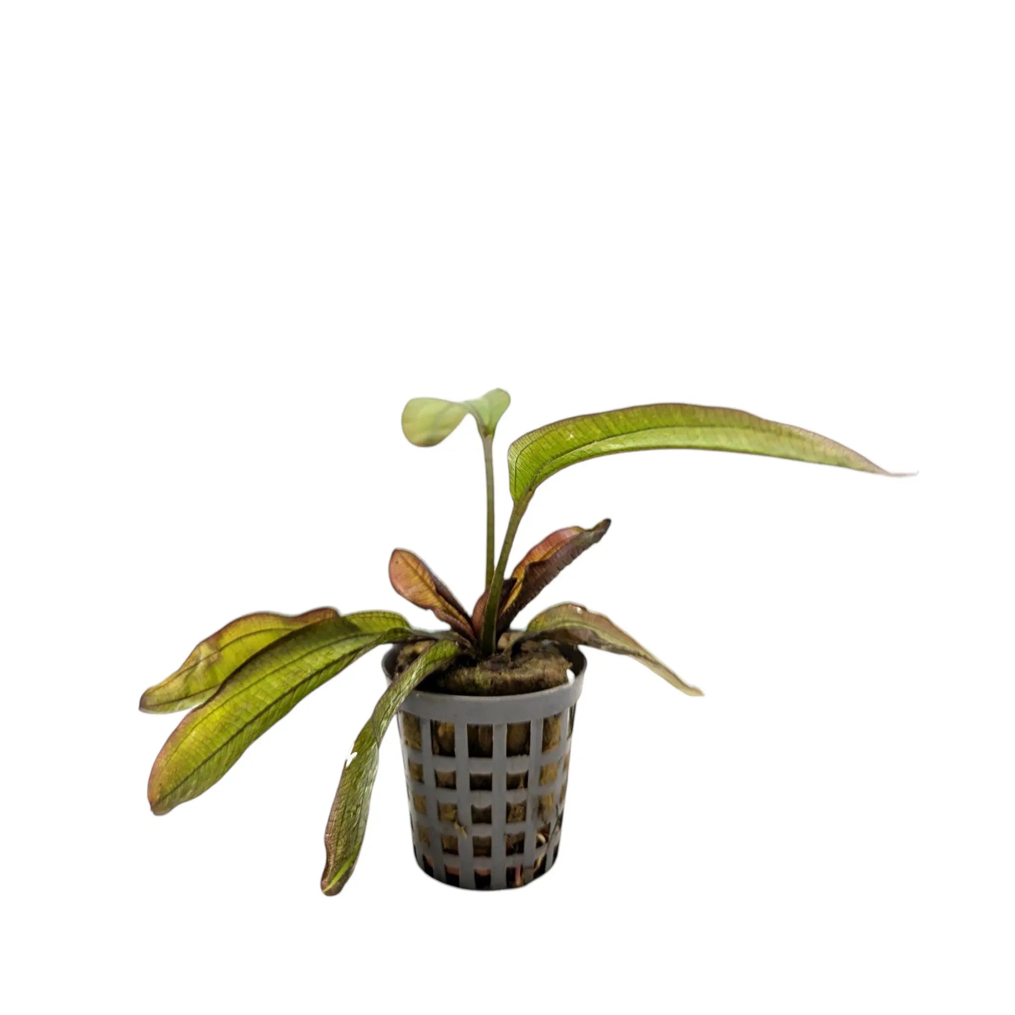 Echinodorus spectra Aquafleur