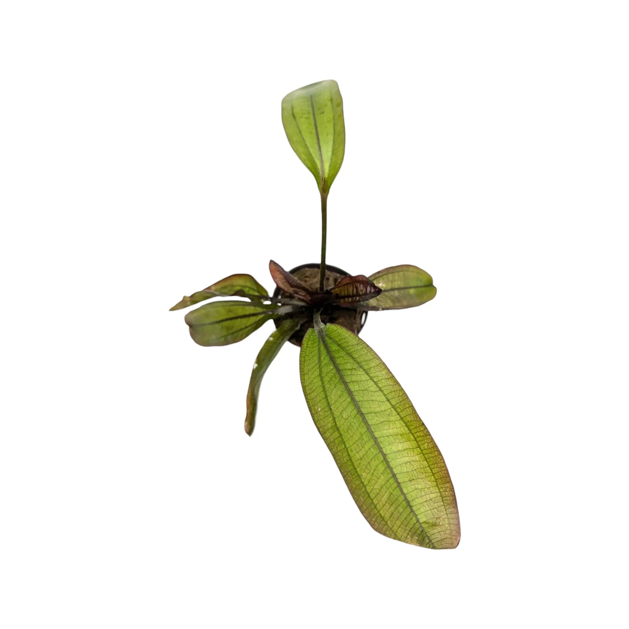 Echinodorus spectra Aquafleur