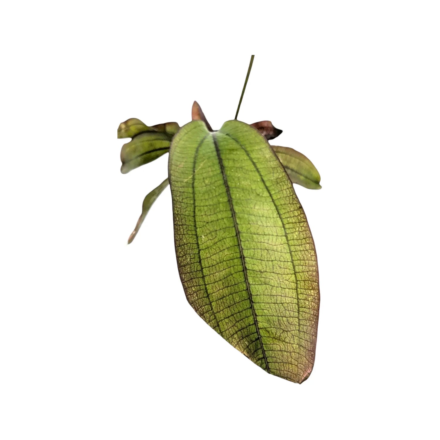 Echinodorus spectra Aquafleur