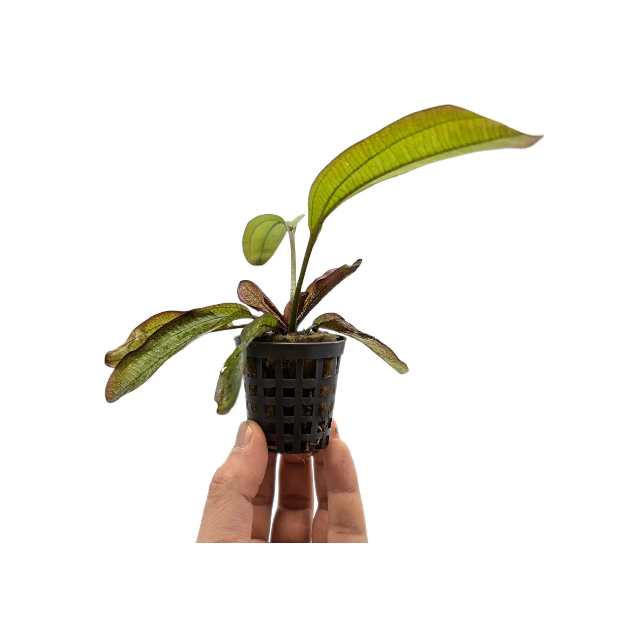 Echinodorus spectra Aquafleur