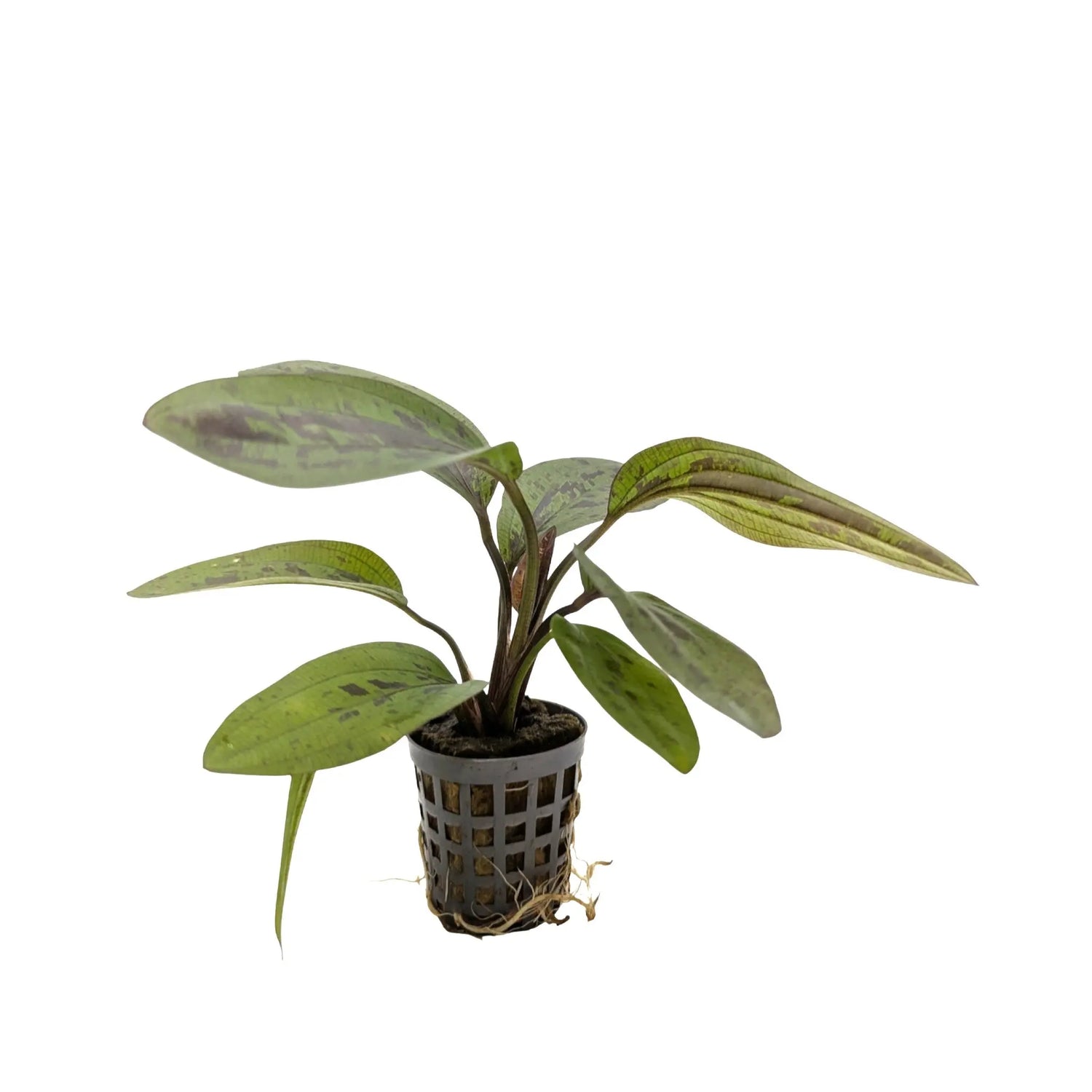 Echinodorus sunset Aquafleur