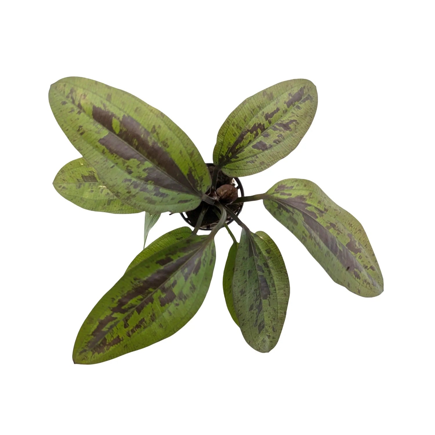 Echinodorus sunset Aquafleur