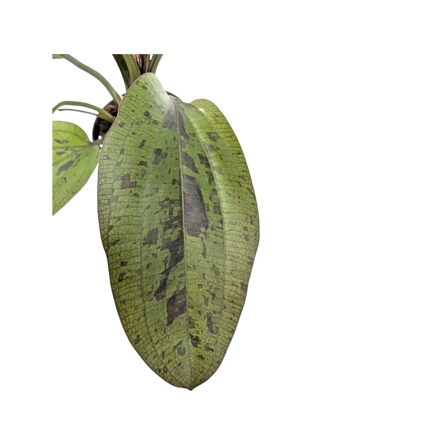 Echinodorus sunset Aquafleur