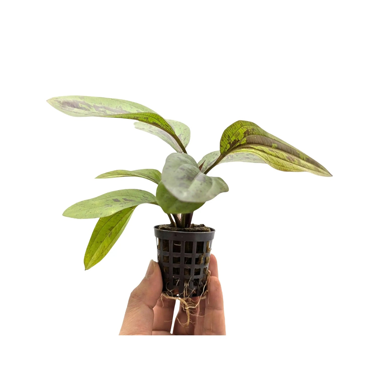 Echinodorus sunset Aquafleur