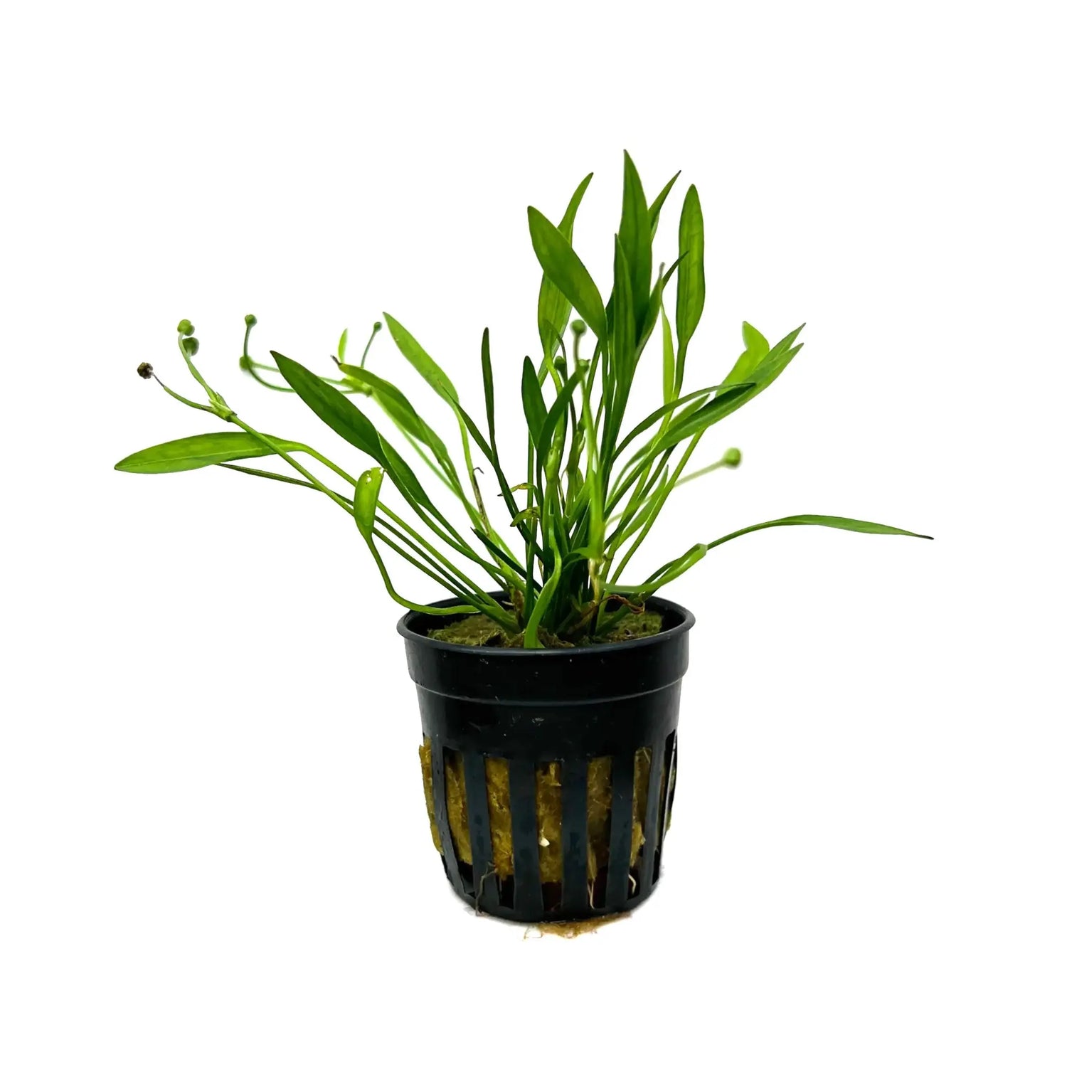 Echinodorus tenellus (Pygmy chain sword) Aquafleur