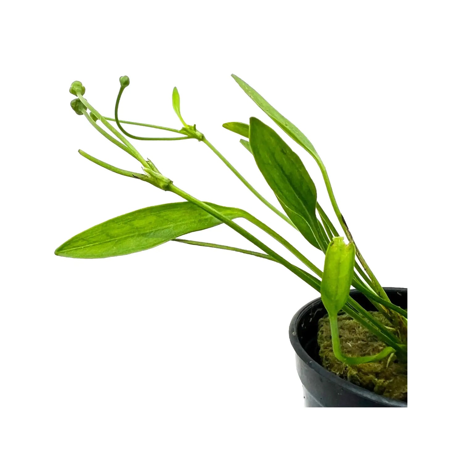 Echinodorus tenellus (Pygmy chain sword) Aquafleur