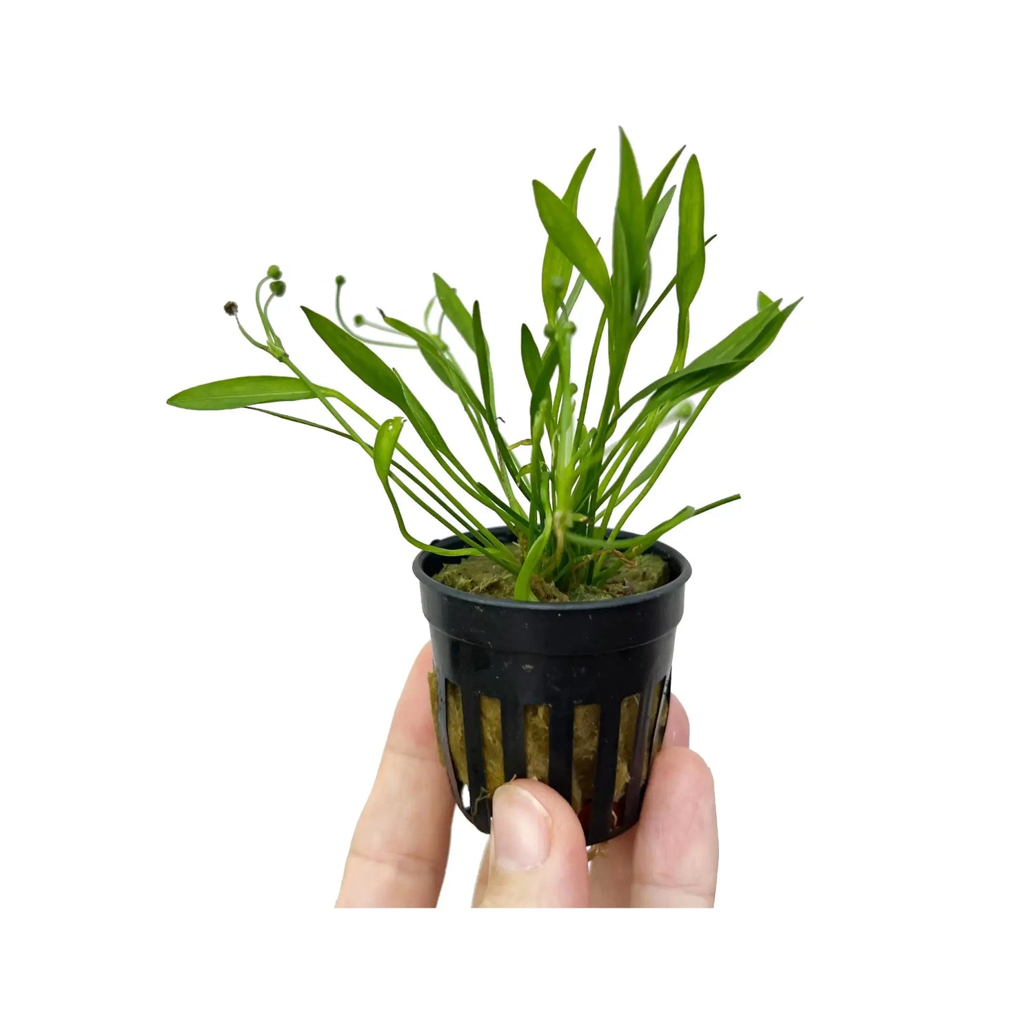 Echinodorus tenellus (Pygmy chain sword) Aquafleur