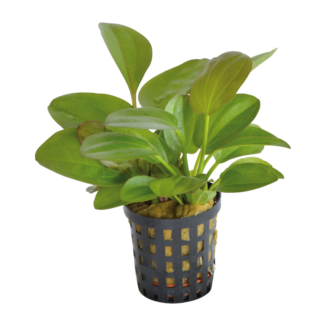 Echinodorus midifleur - Aqua Essentials