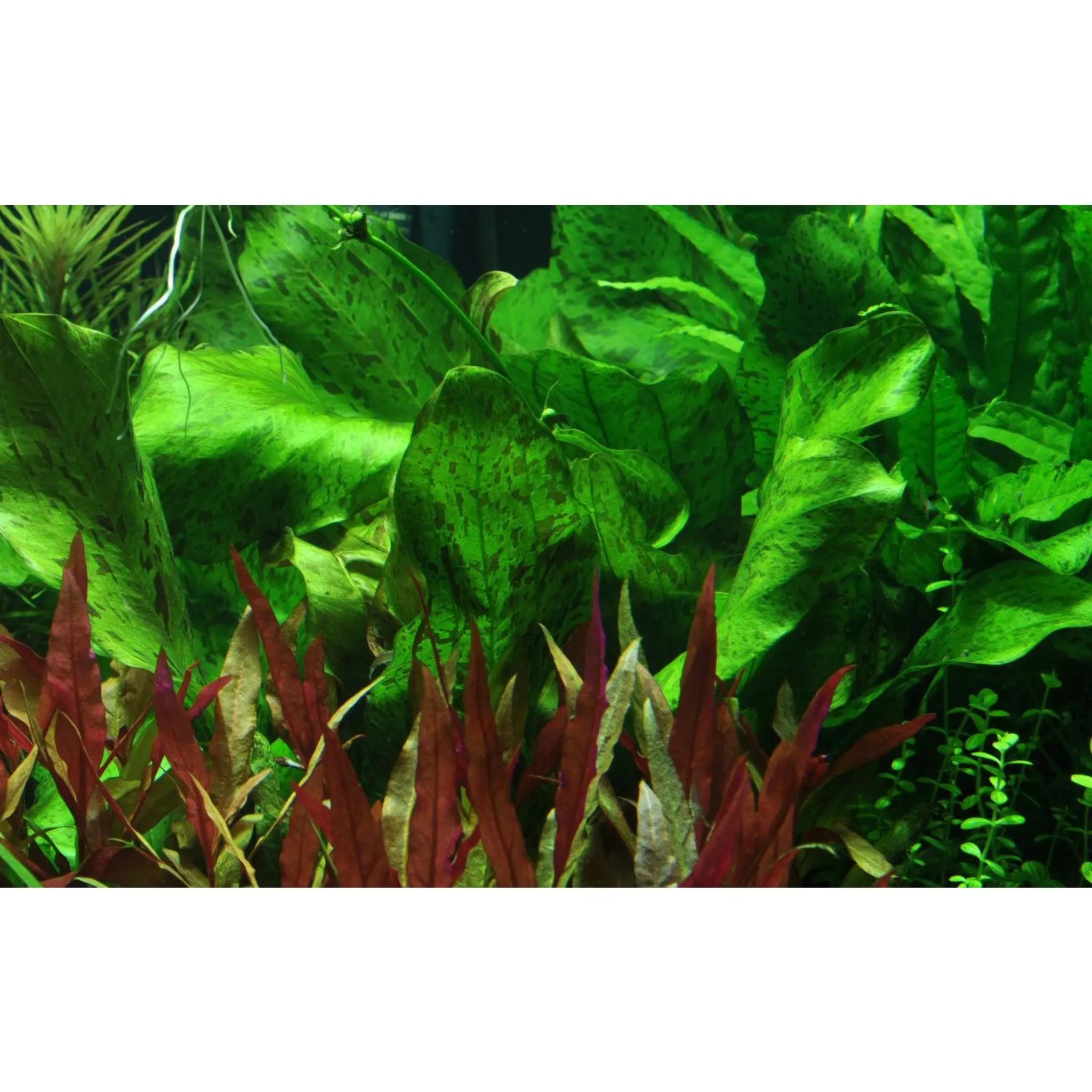 Echinodorus ozelot - green - Aqua Essentials