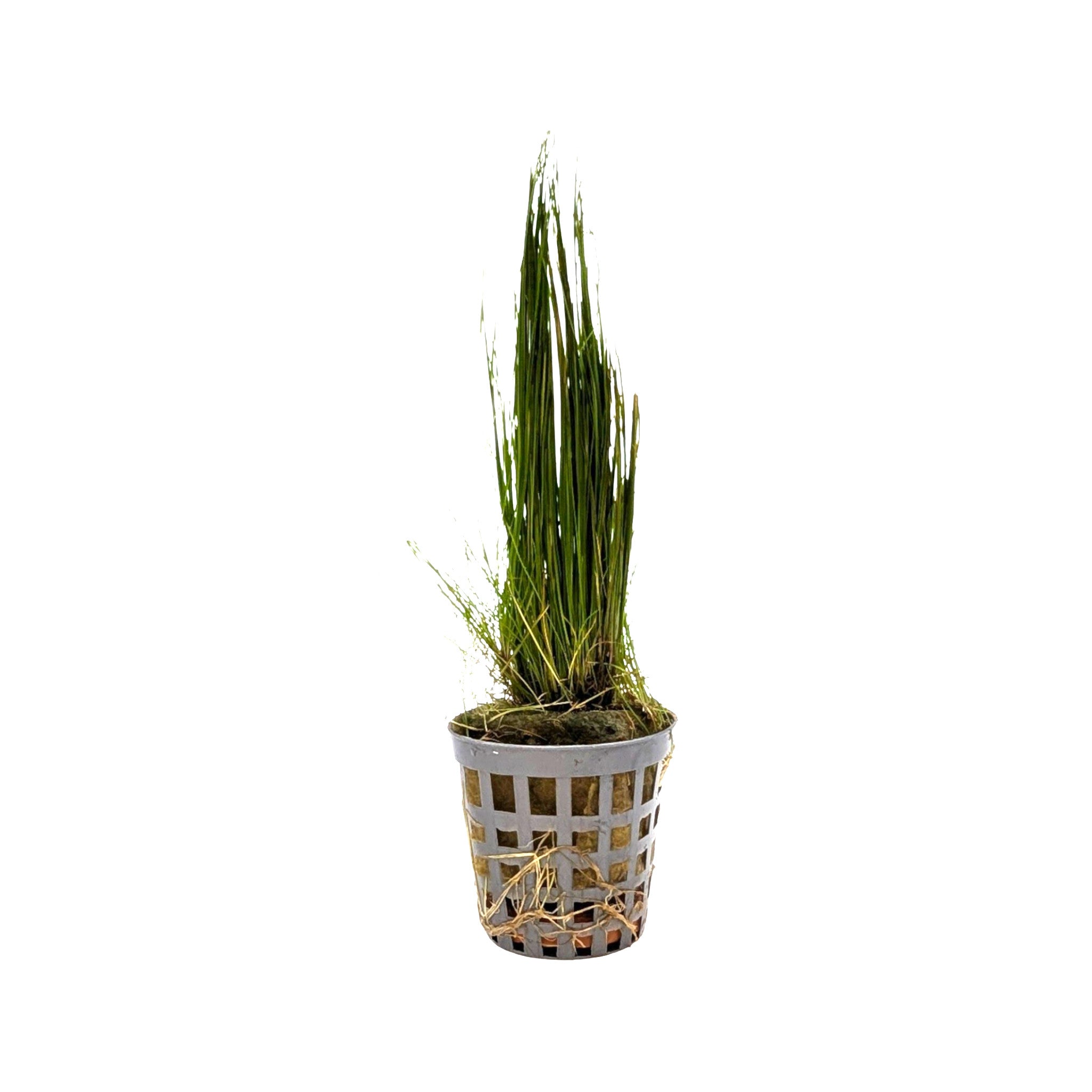 Eleocharis acicularis