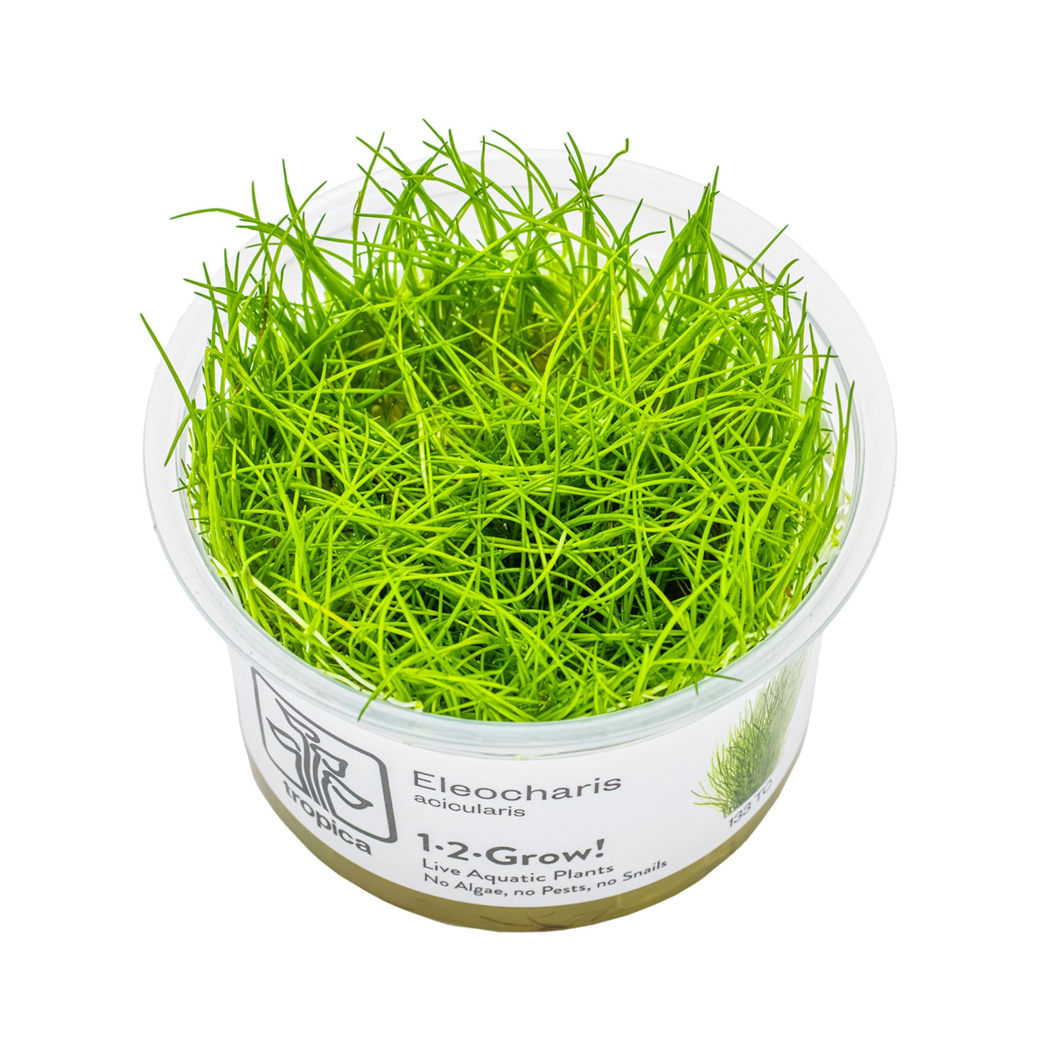 Tropica Eleocharis acicularis 1-2-GROW!