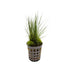 Eleocharis acicularis | dwarf hairgrass Aquafleur