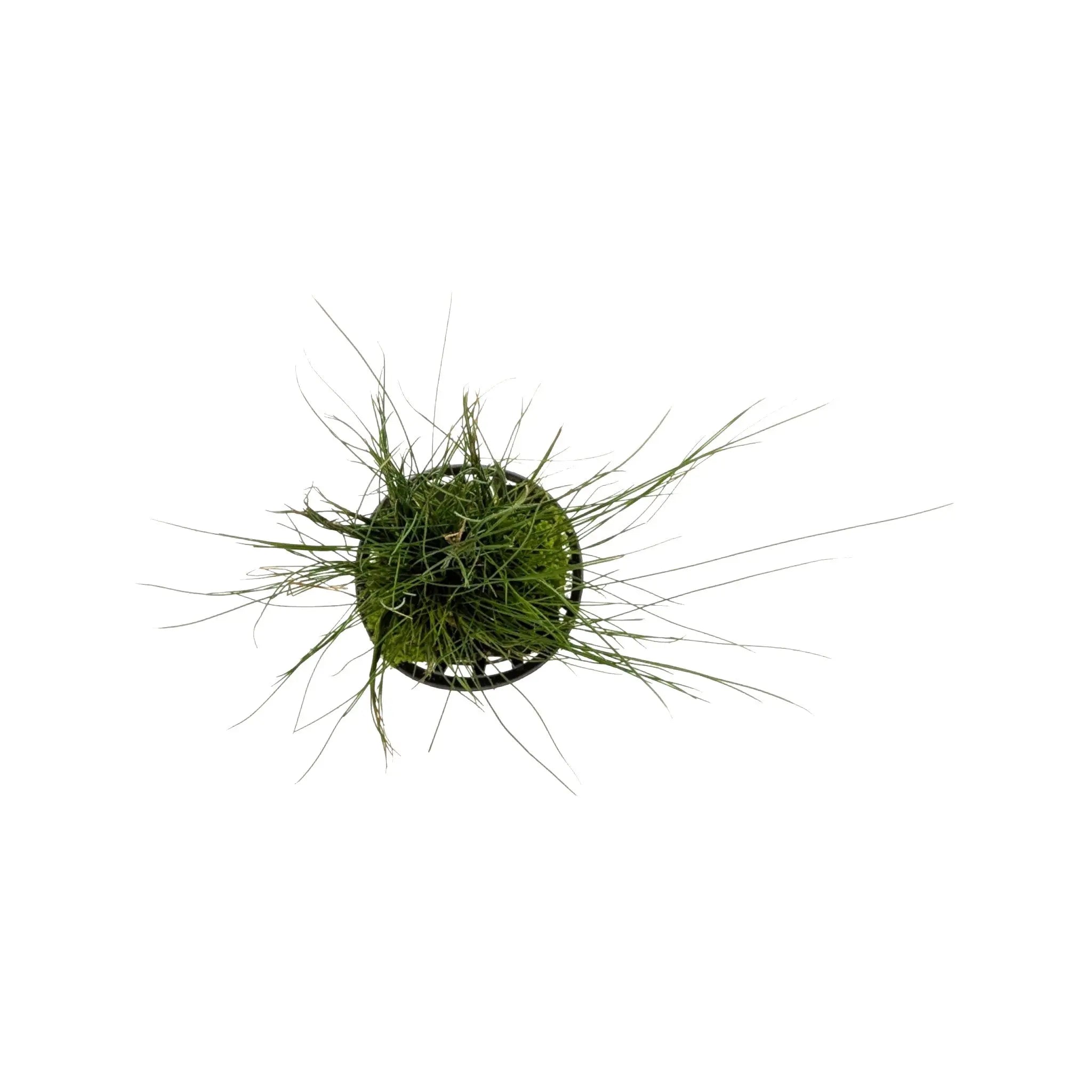 Eleocharis acicularis | dwarf hairgrass Aquafleur