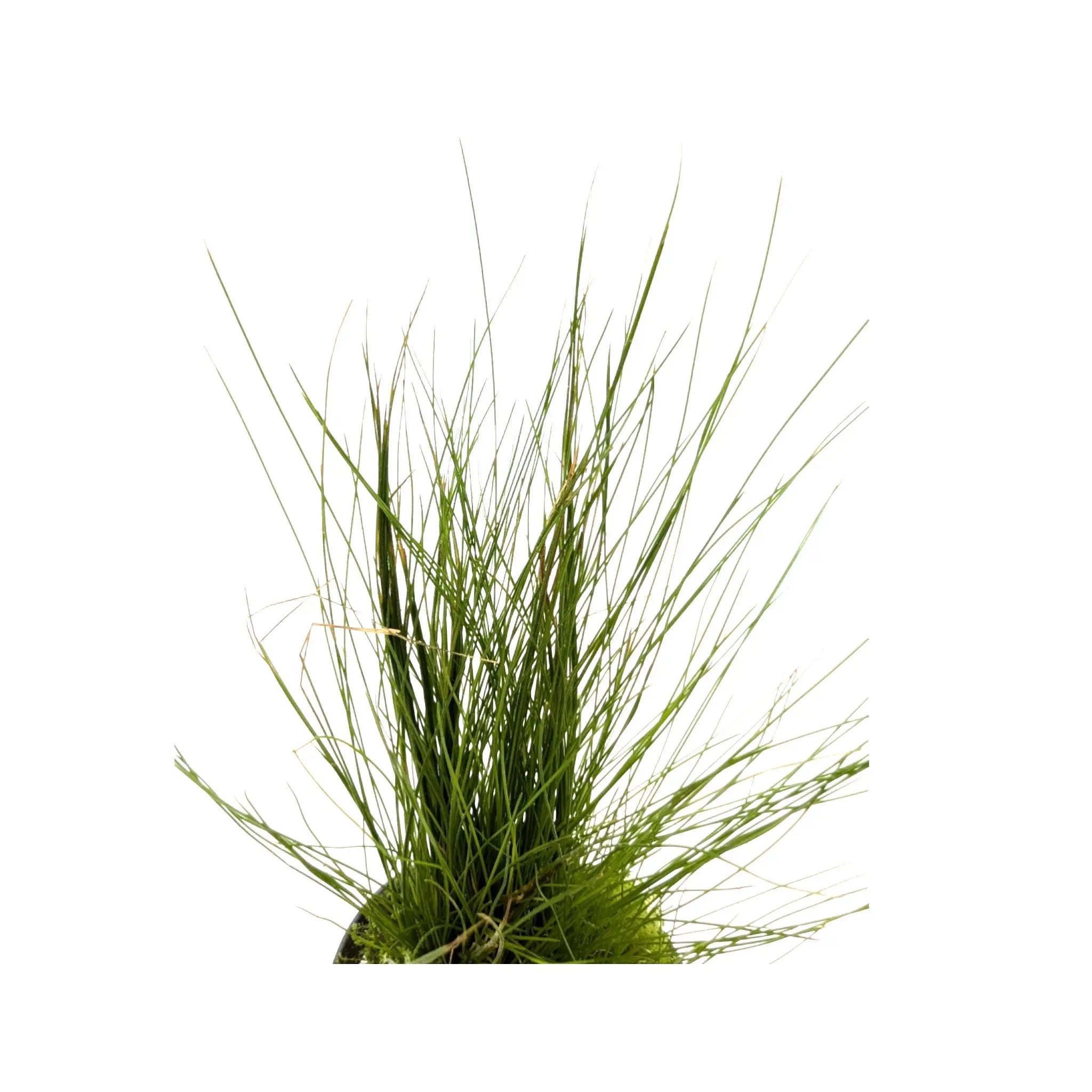 Eleocharis acicularis | dwarf hairgrass Aquafleur