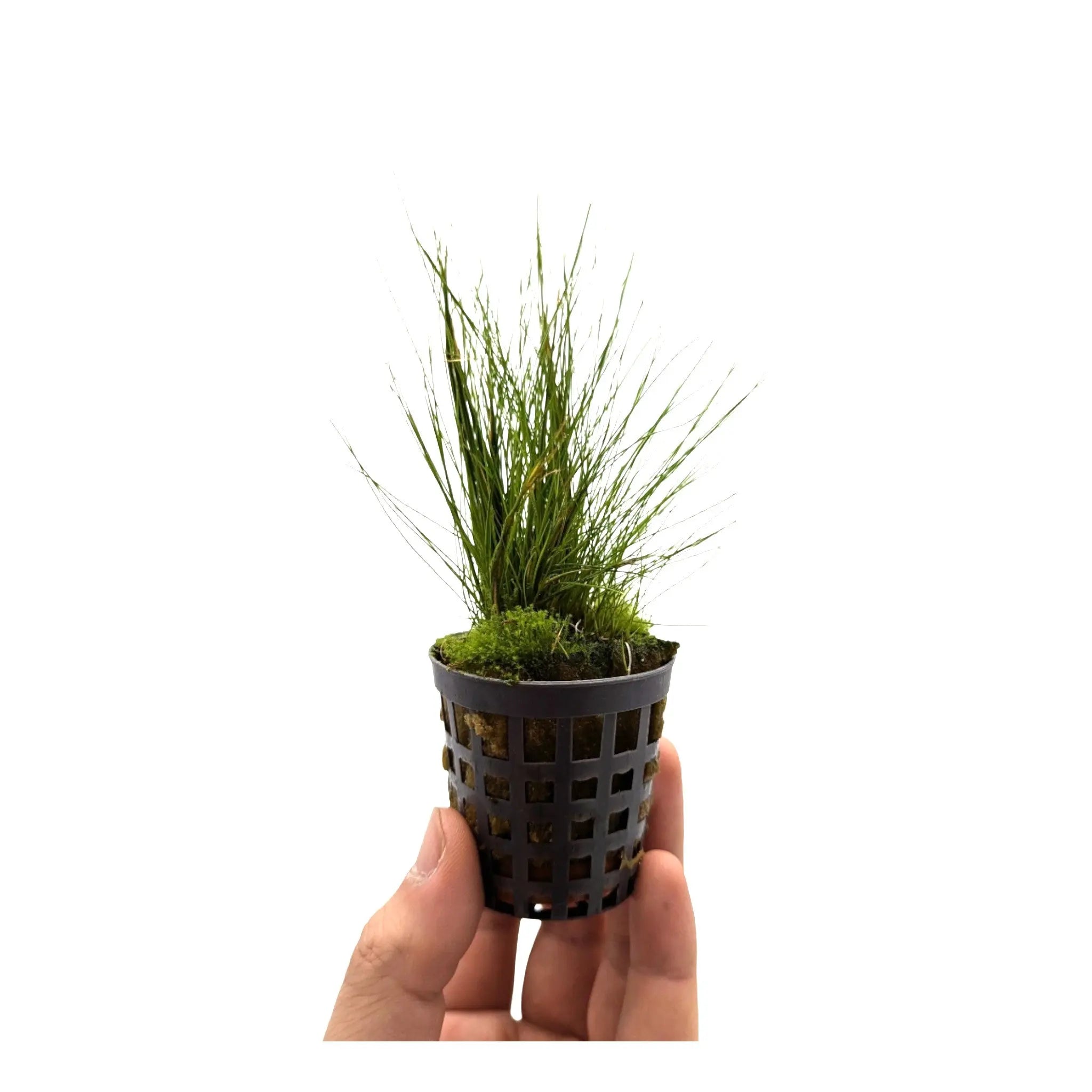 Eleocharis acicularis | dwarf hairgrass Aquafleur