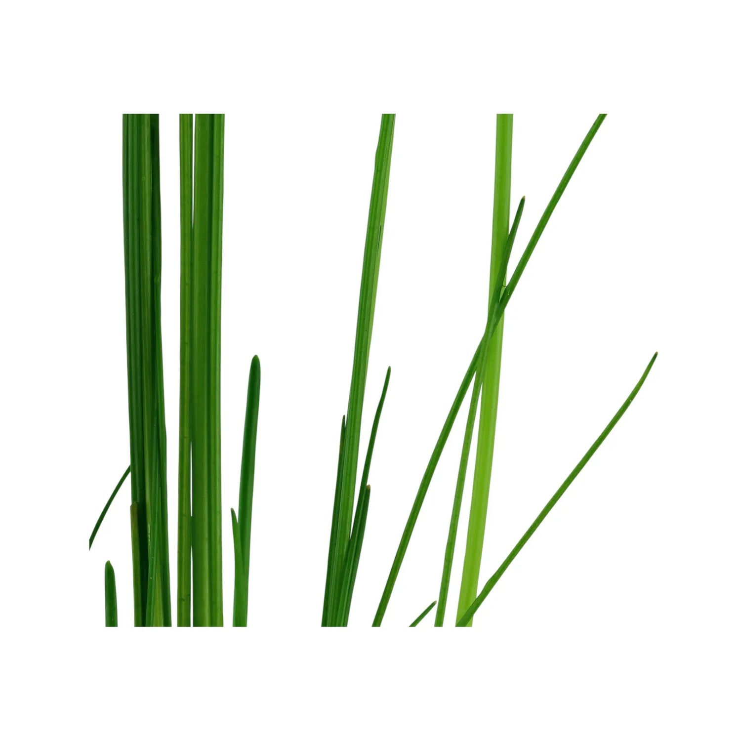 Eleocharis montevidensis Tropica