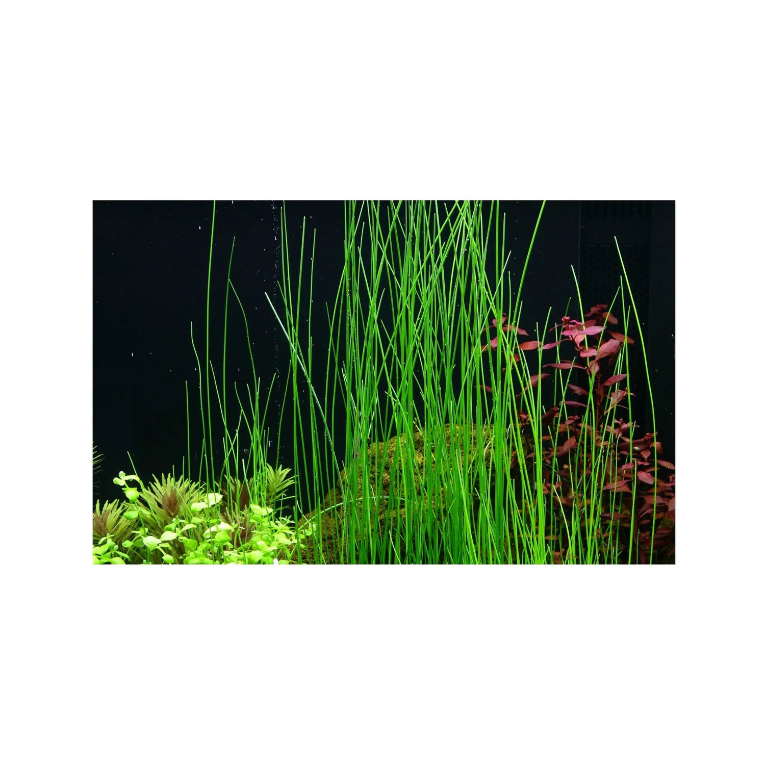 Eleocharis montevidensis Tropica