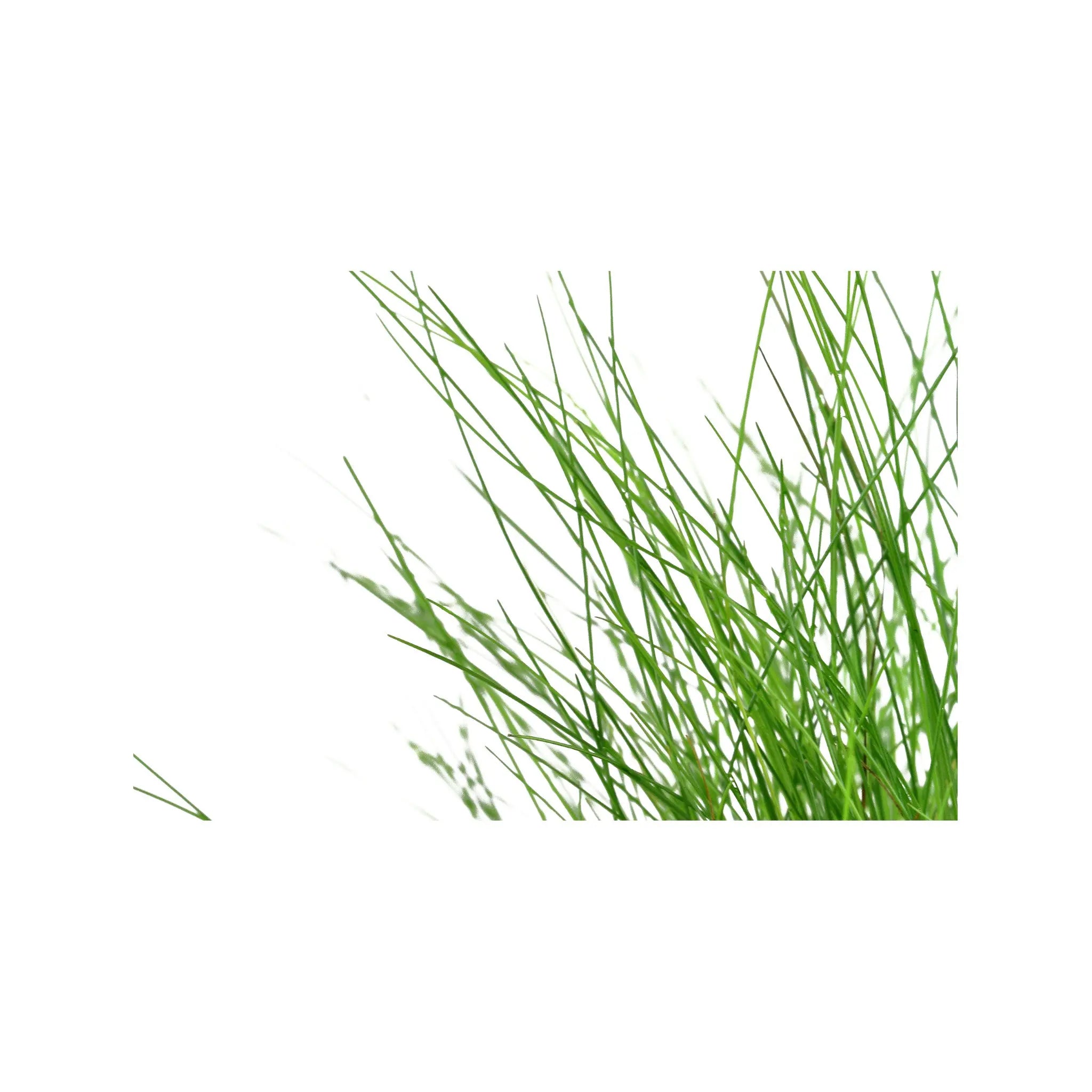 Eleocharis parvula Aqua Essentials