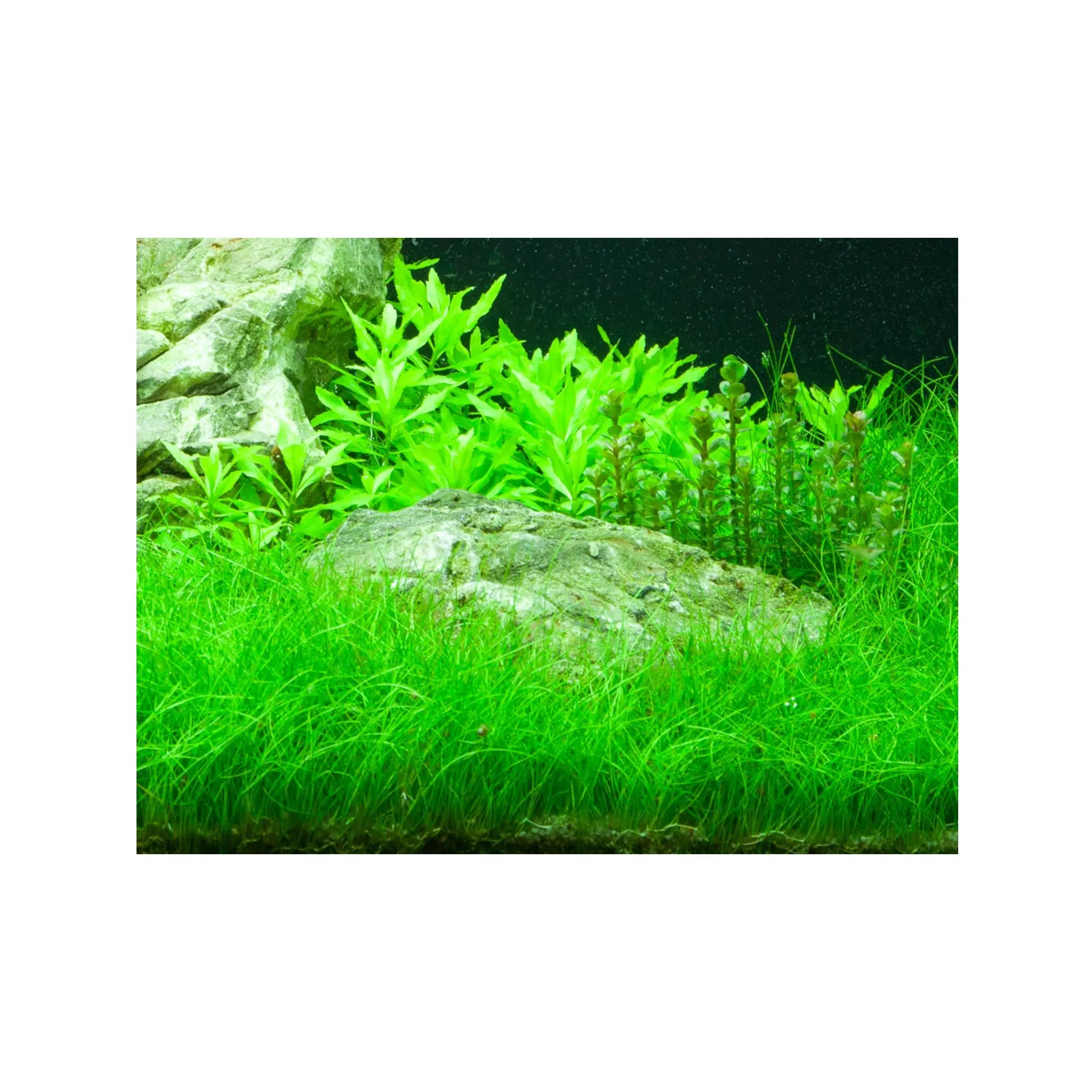Eleocharis parvula Aqua Essentials