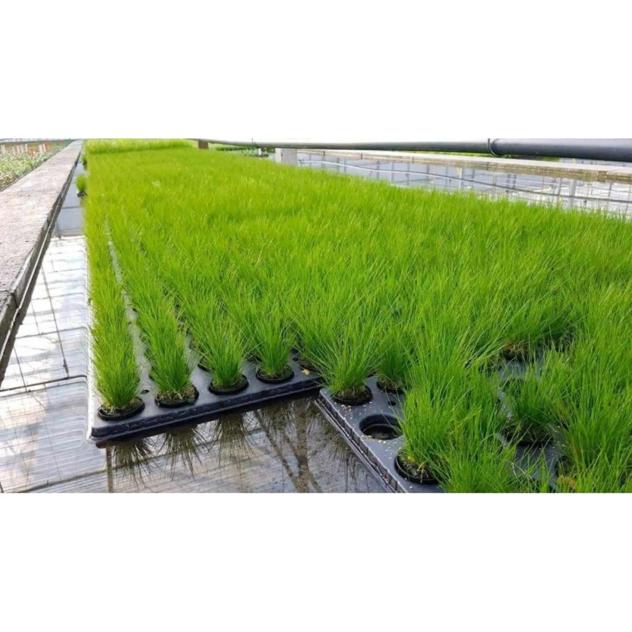 Eleocharis acicularis (dwarf hairgrass) - carpeting plant - Aqua Essentials