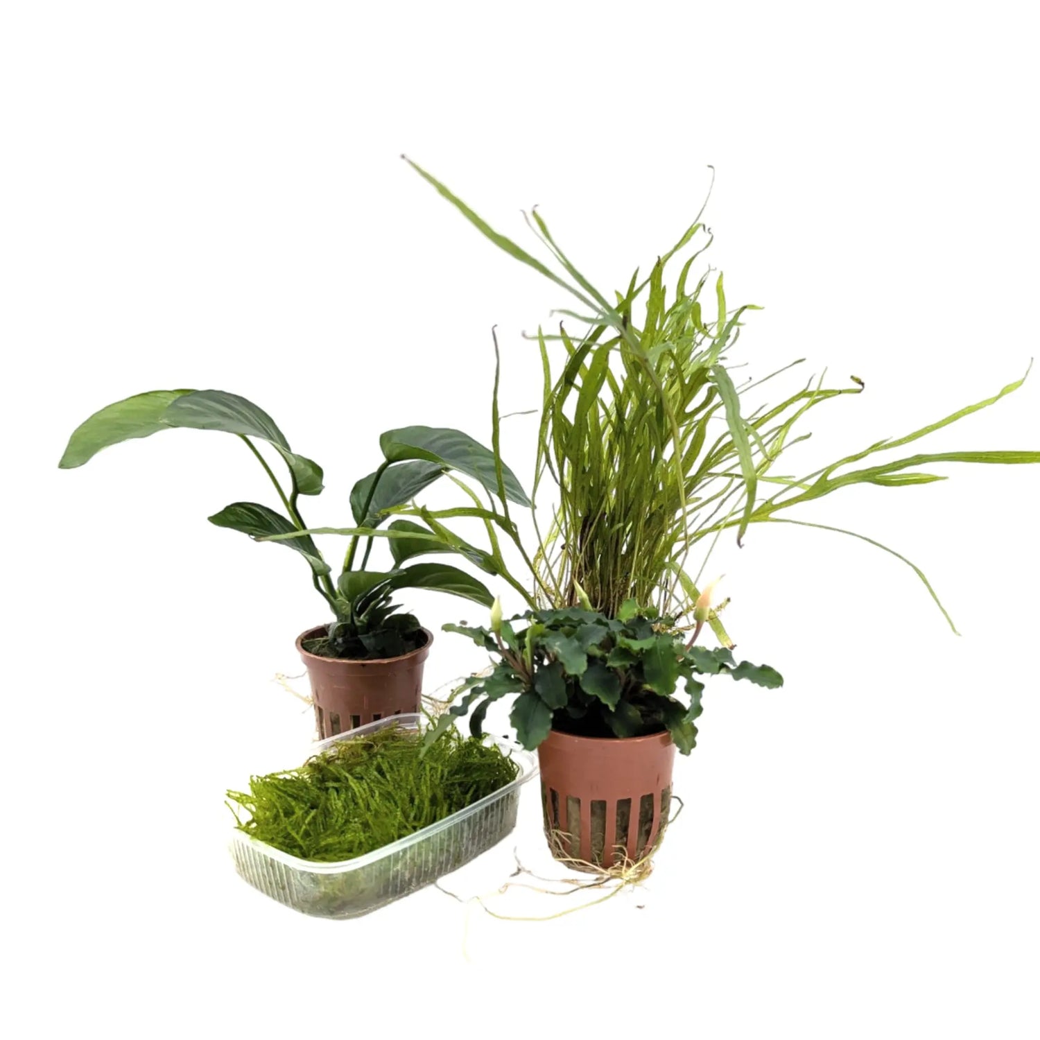 Epiphytes Mixed Box of Aquarium Plants (4 plants) Aqua Essentials