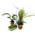 Epiphytes Mixed Box of Aquarium Plants (4 plants) Aqua Essentials