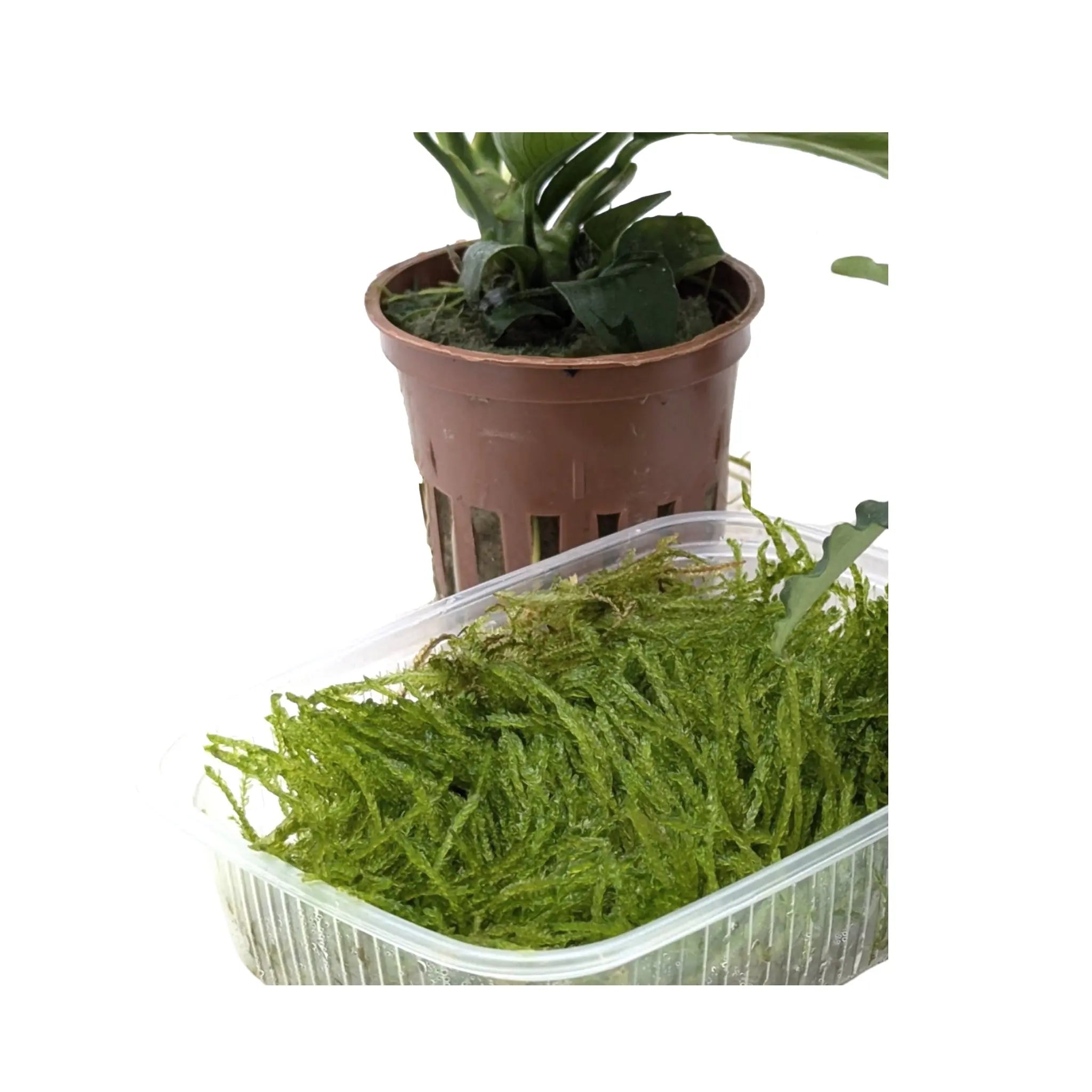 Epiphytes Mixed Box of Aquarium Plants (4 plants) Aqua Essentials