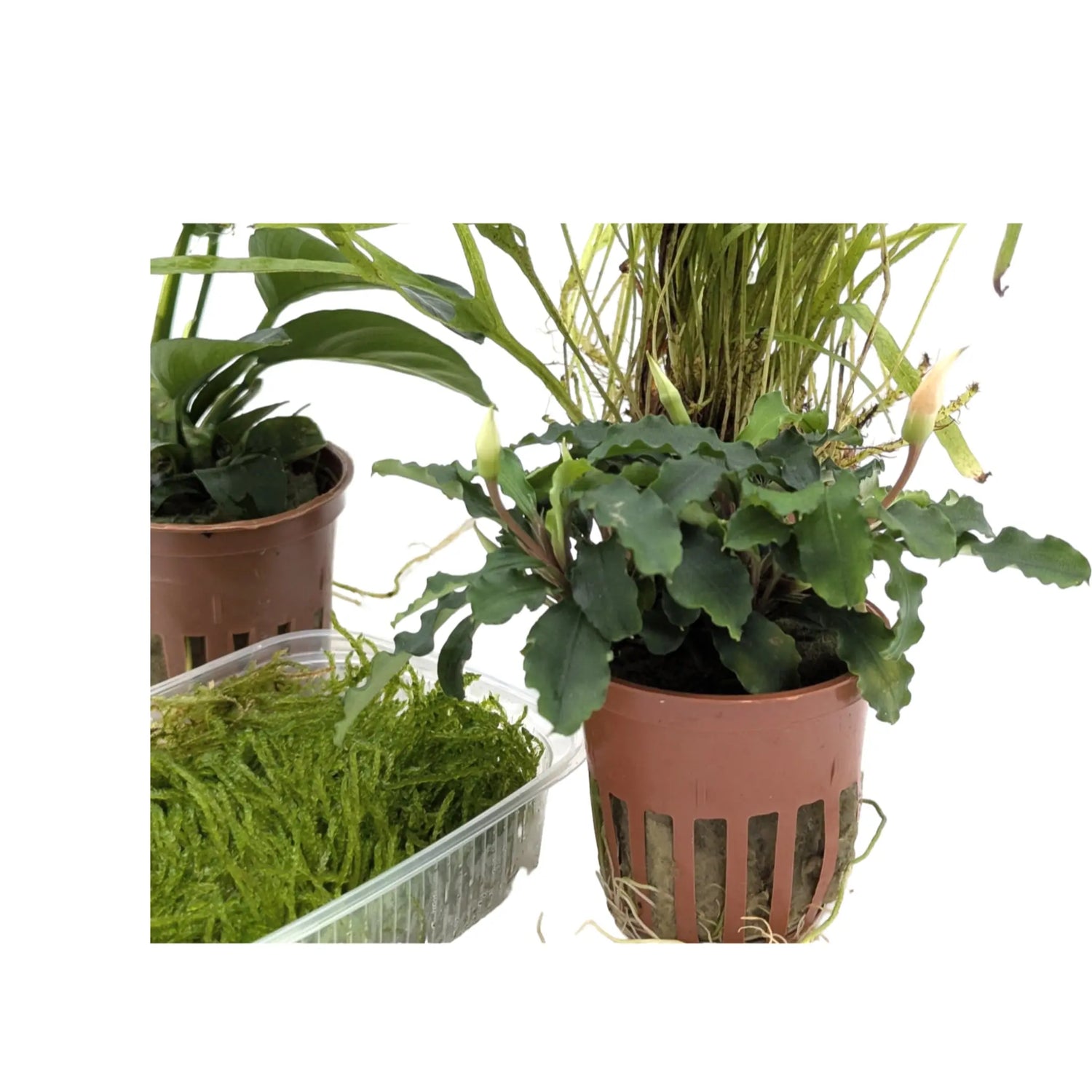 Epiphytes Mixed Box of Aquarium Plants (4 plants) Aqua Essentials