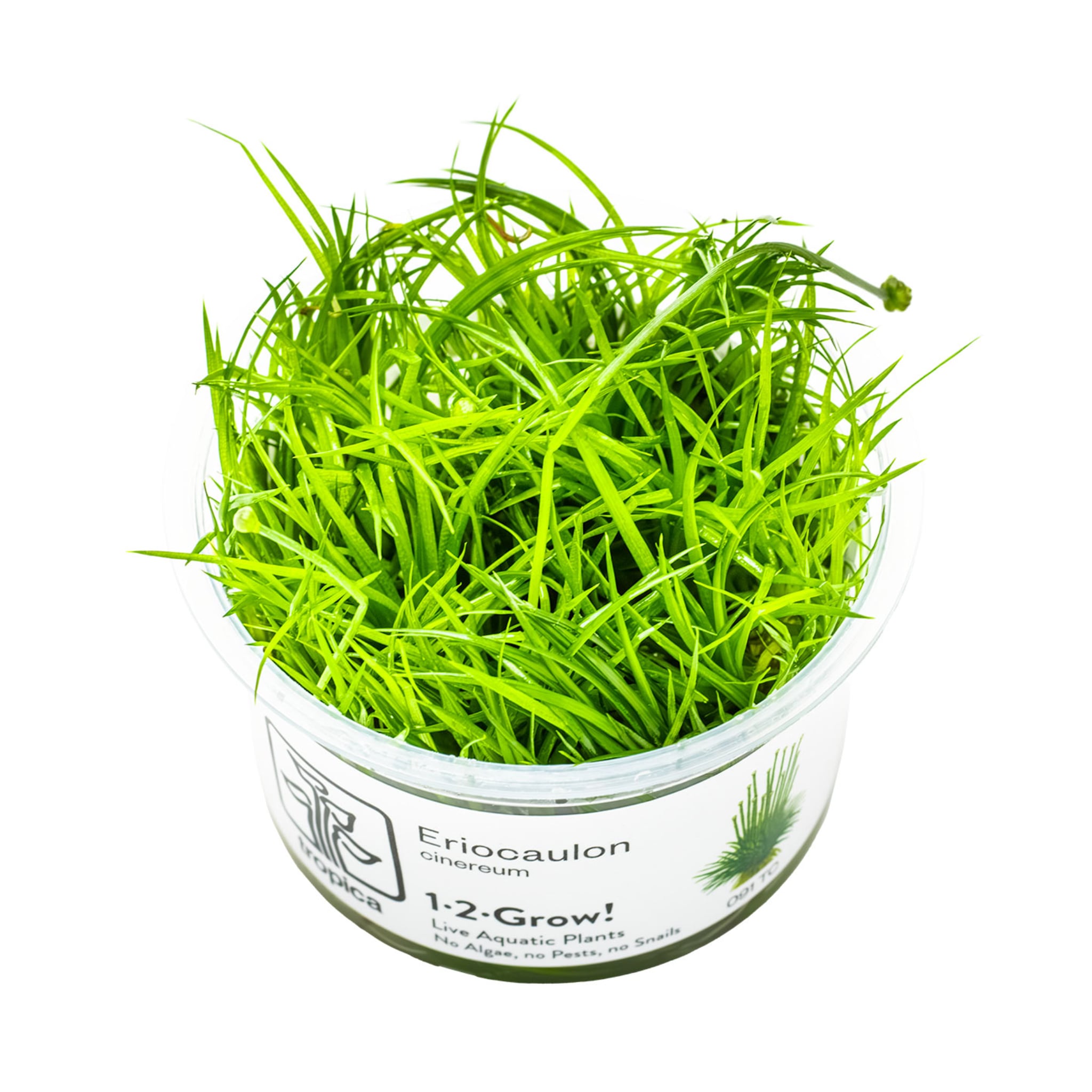 Tropica Eriocaulon cinereum 1-2-GROW!