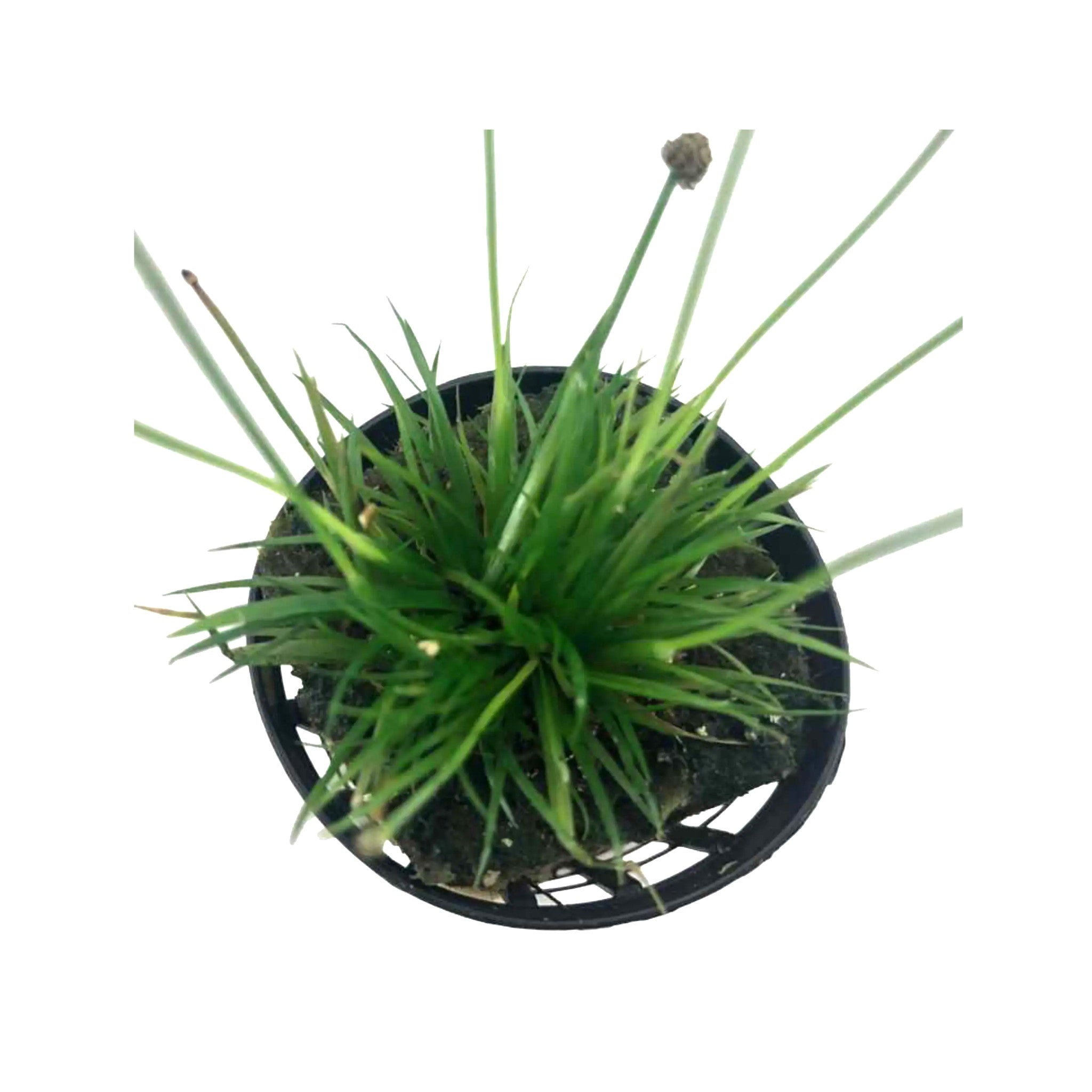 Eriocaulon cinereum