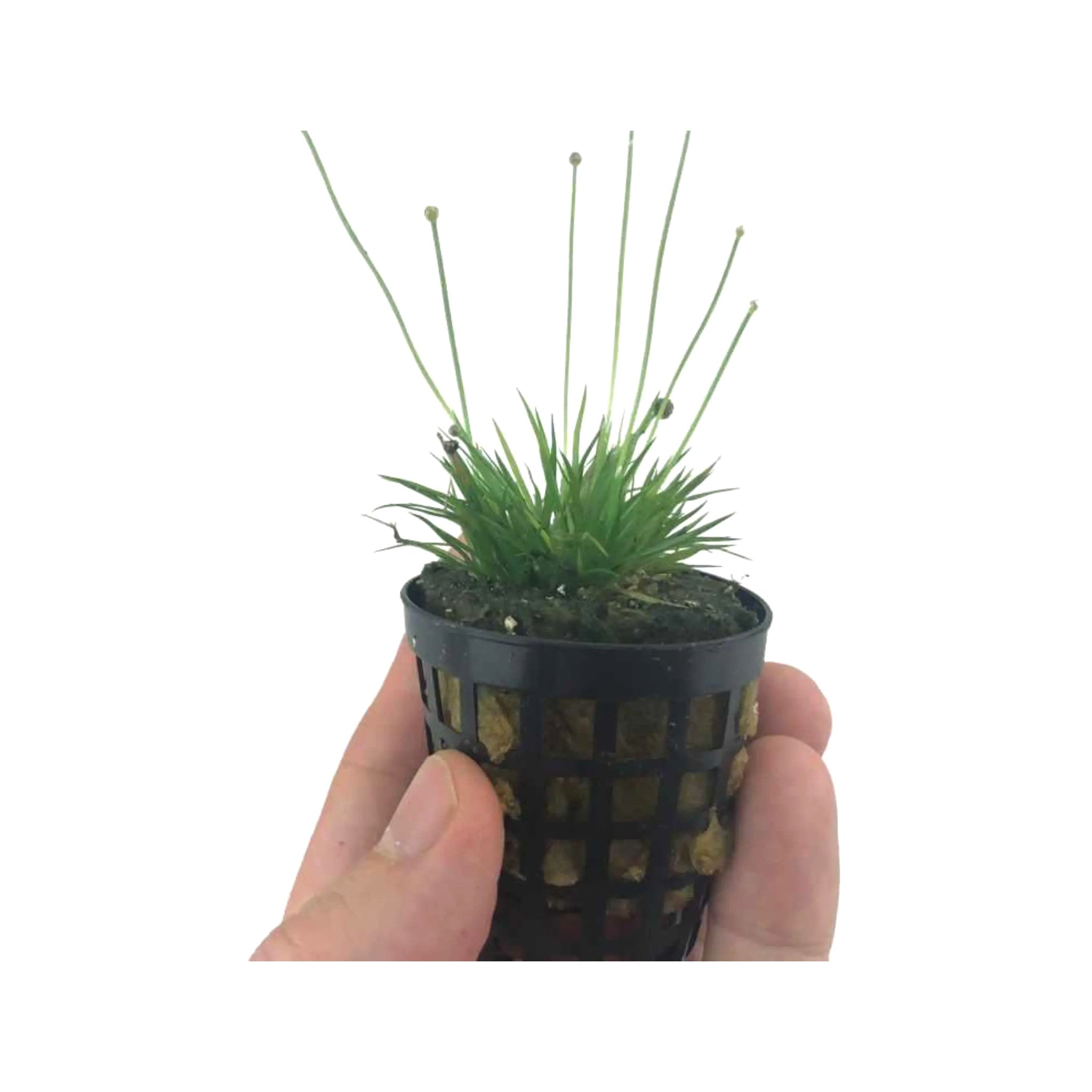 Eriocaulon cinereum