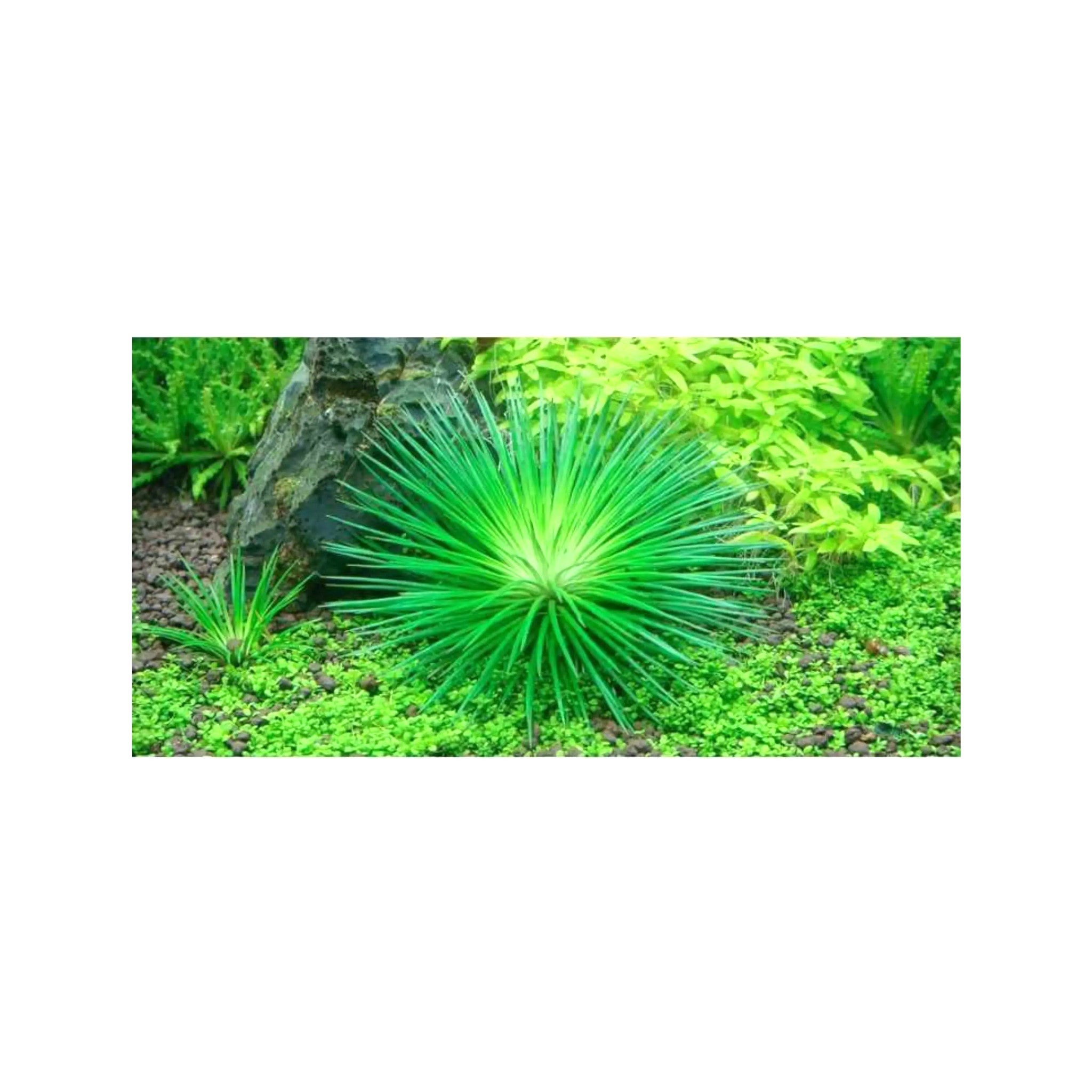 Eriocaulon cinereum