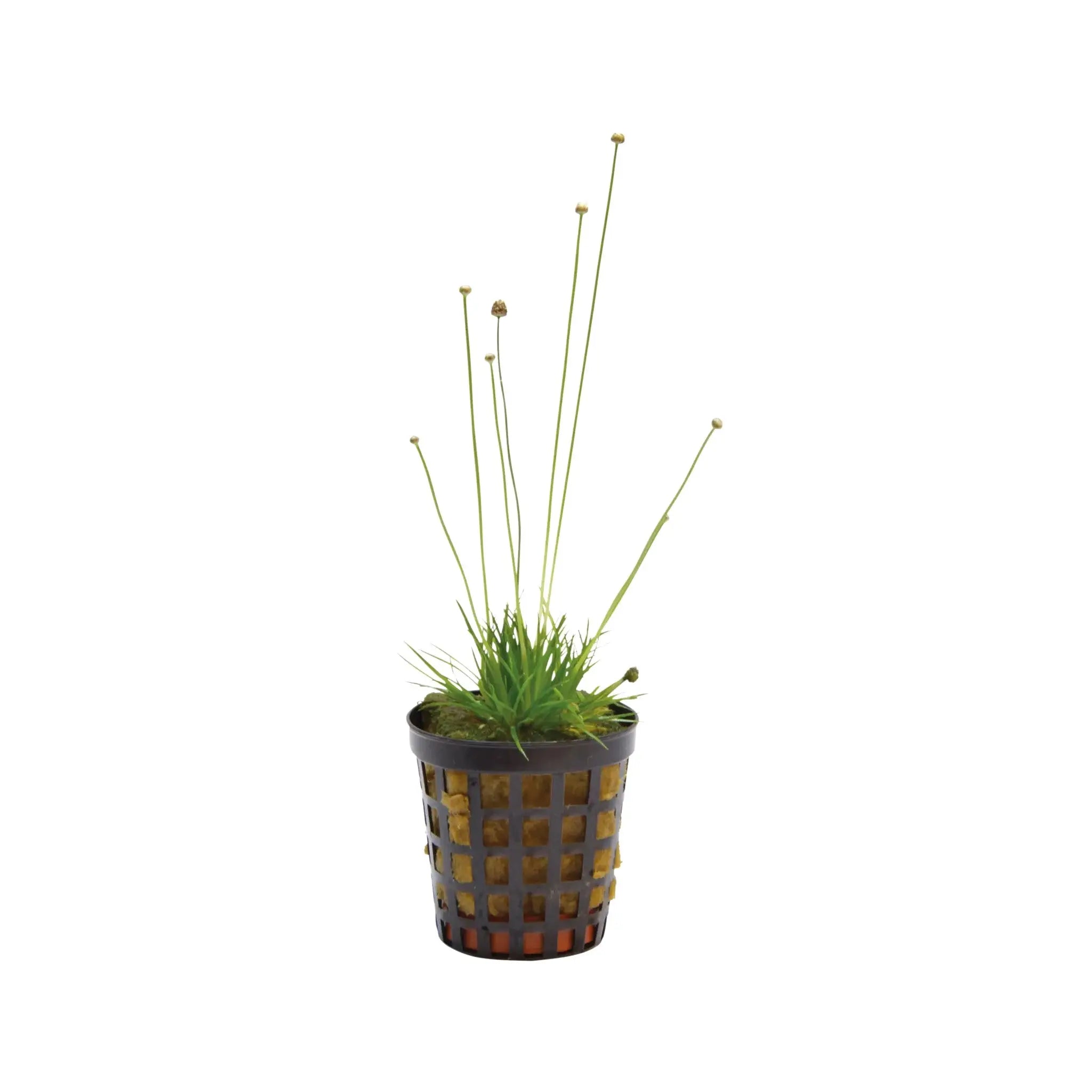 Eriocaulon cinereum Aqua Essentials