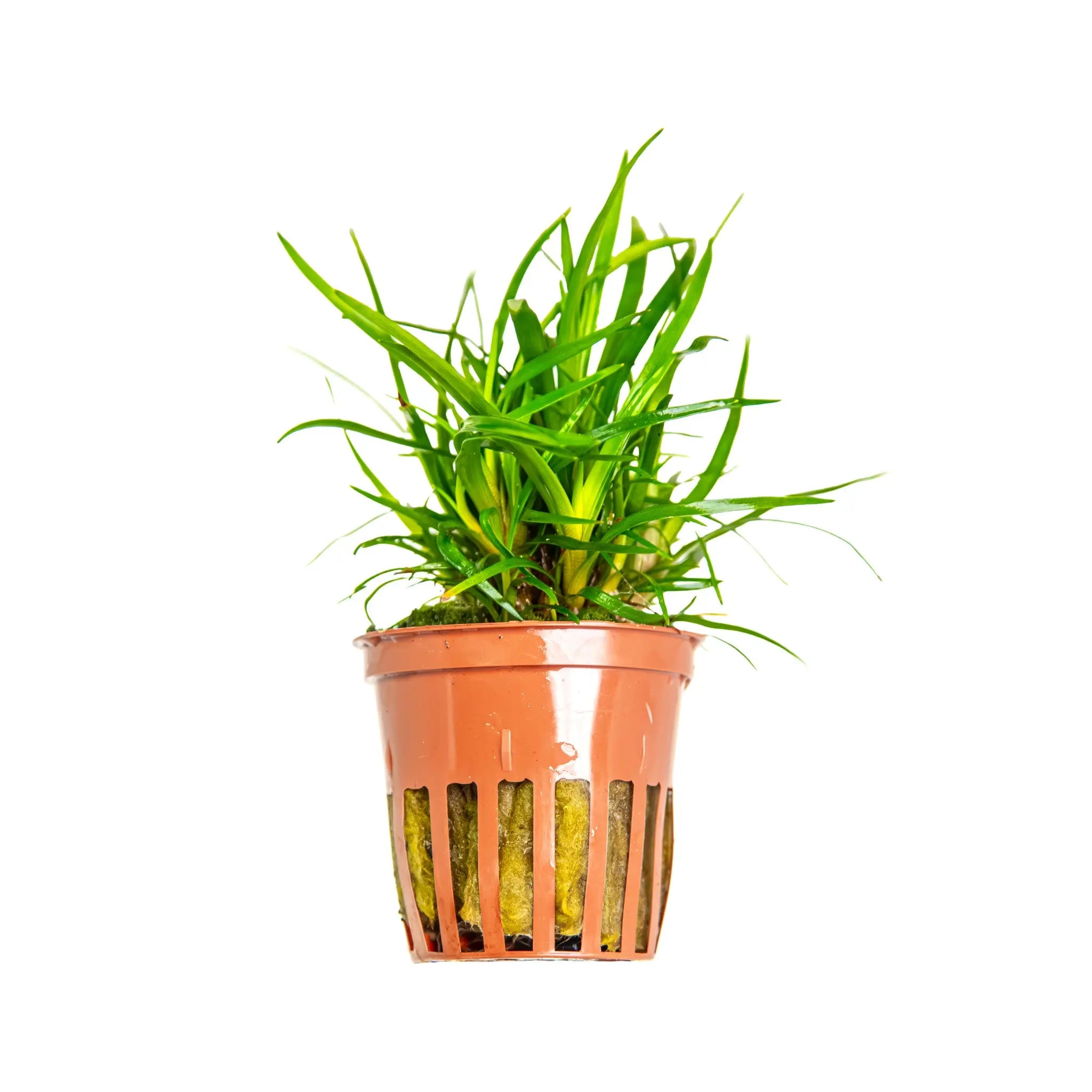 Eriocaulon sp Vietnam Aquafleur