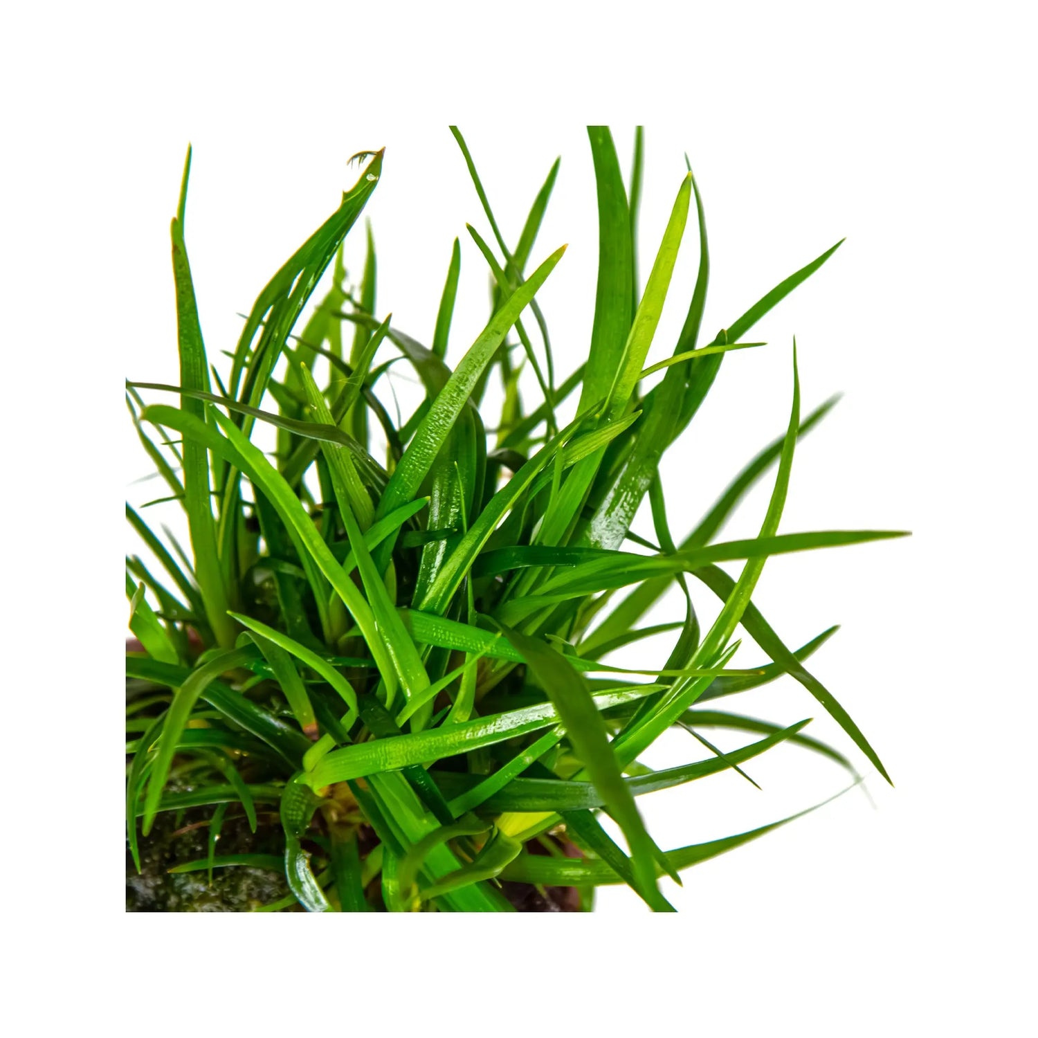 Eriocaulon sp Vietnam Aquafleur