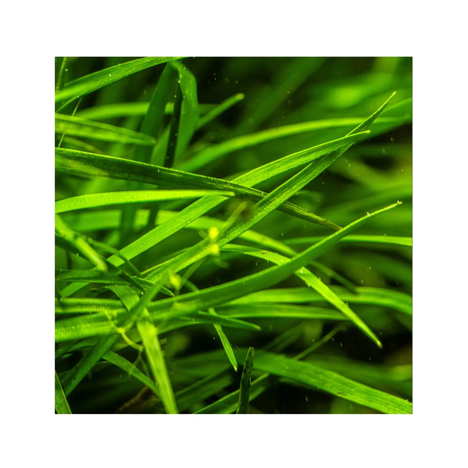 Eriocaulon sp Vietnam Aquafleur