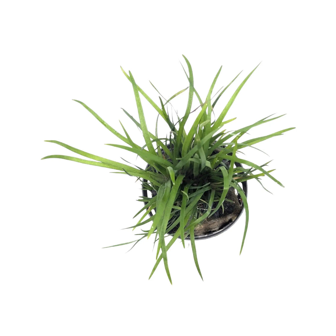 Eriocaulon sp Vietnam Aquafleur