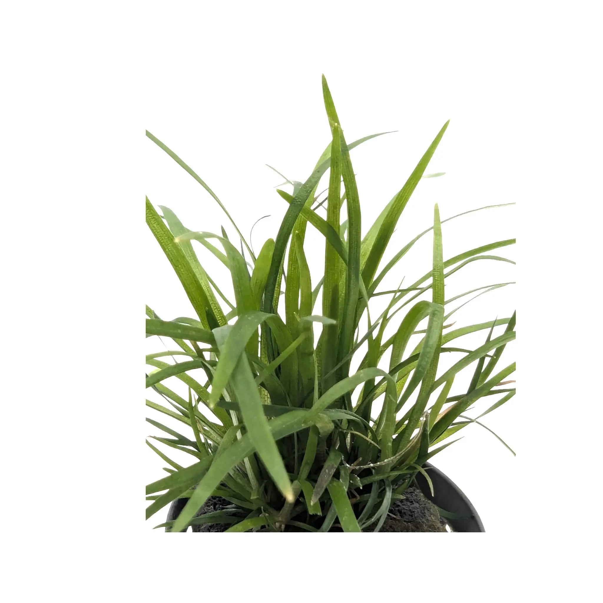 Eriocaulon sp Vietnam Aquafleur