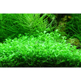 Glossostigma elatinoides - Aqua Essentials