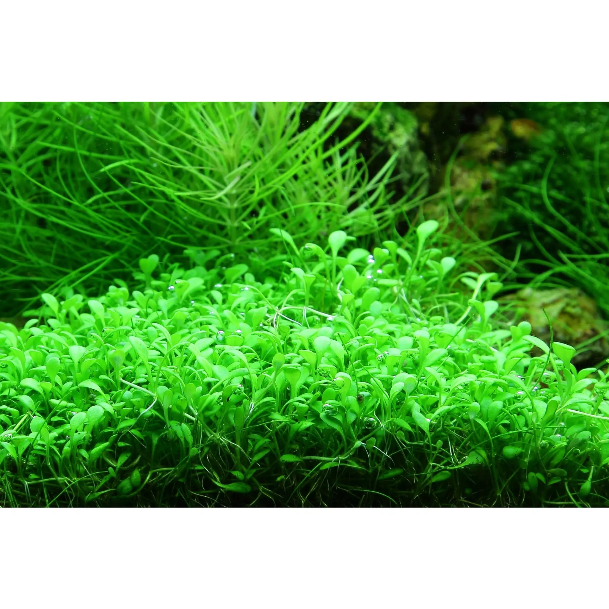 Glossostigma elatinoides - Aqua Essentials