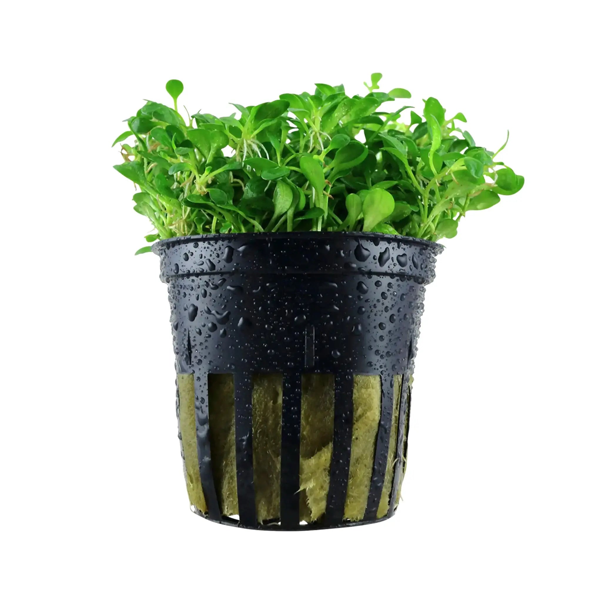 Glossostigma elatinoides Aqua Essentials