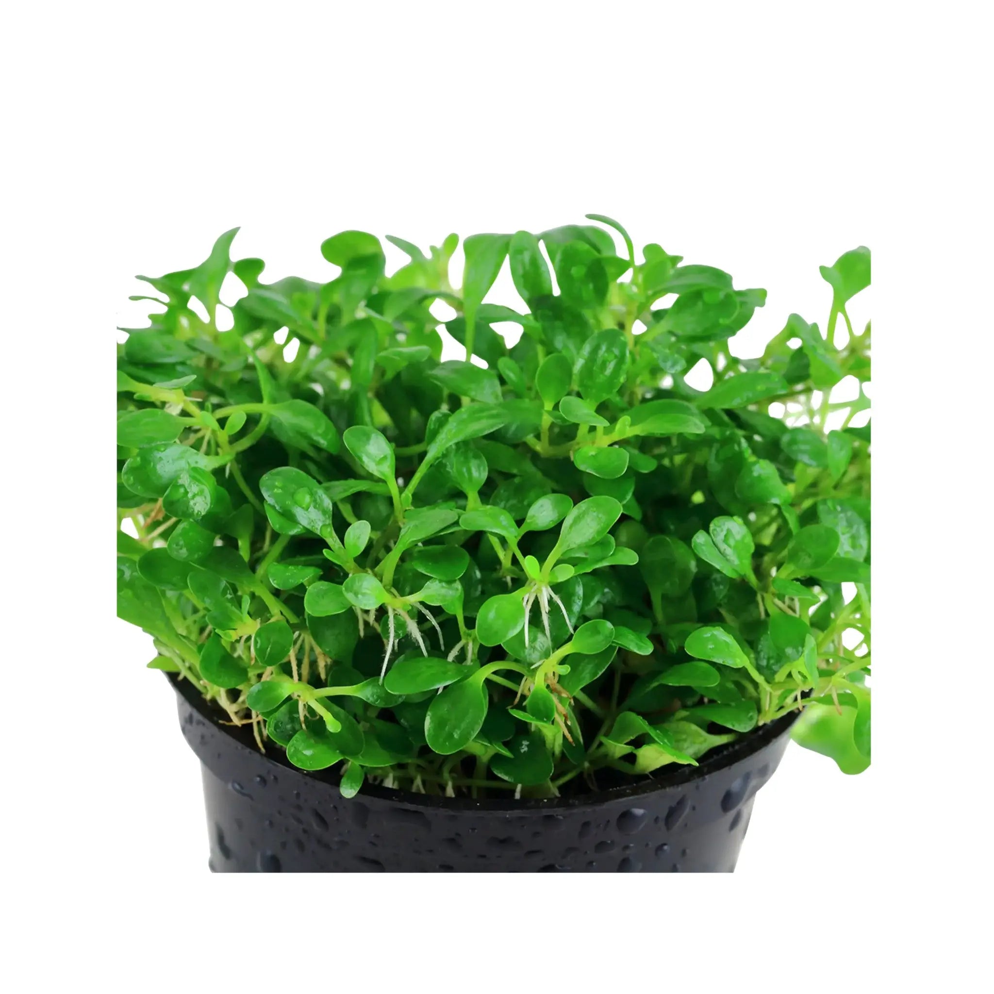 Glossostigma elatinoides Aqua Essentials